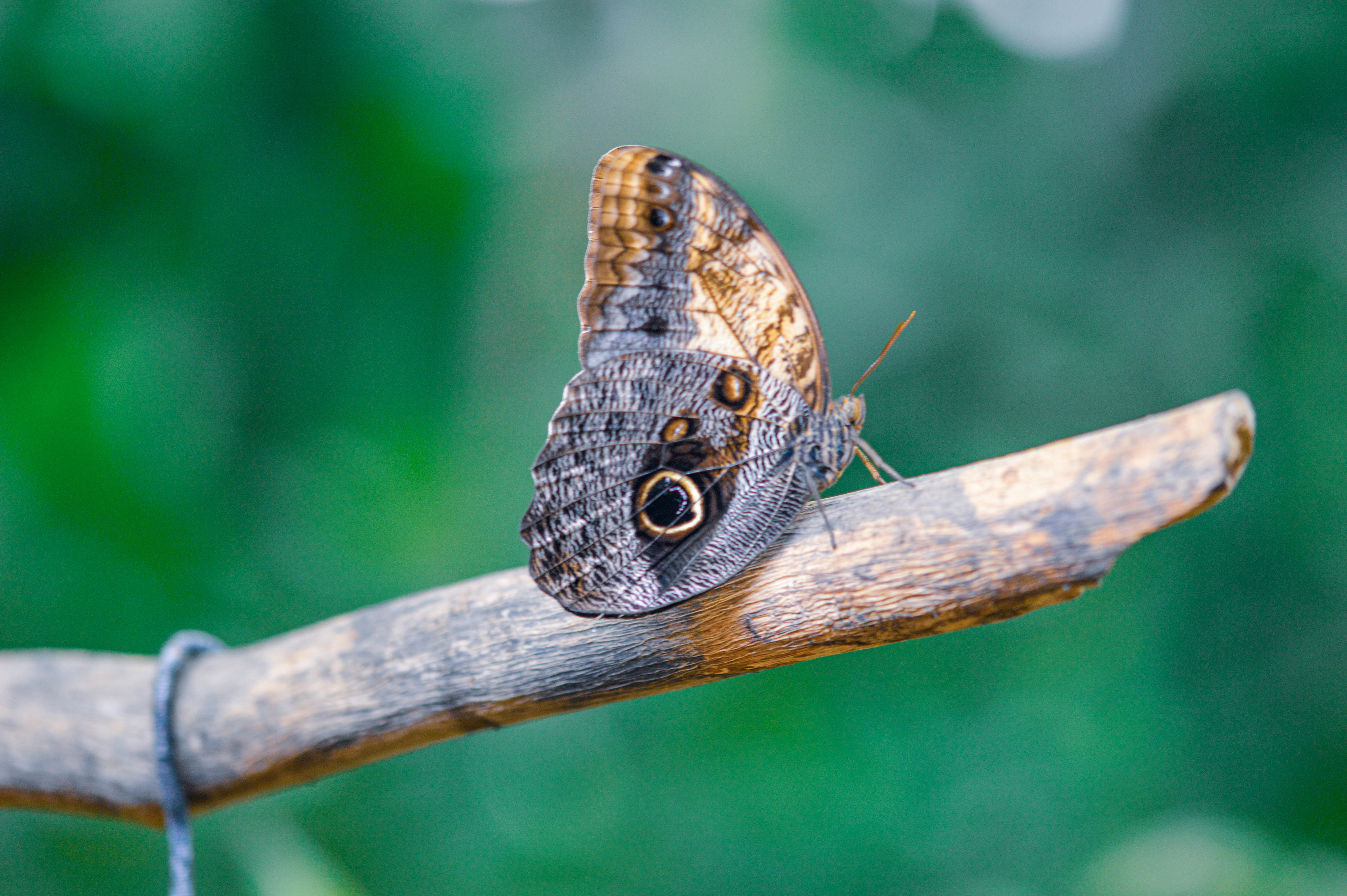 Owl Butterfly