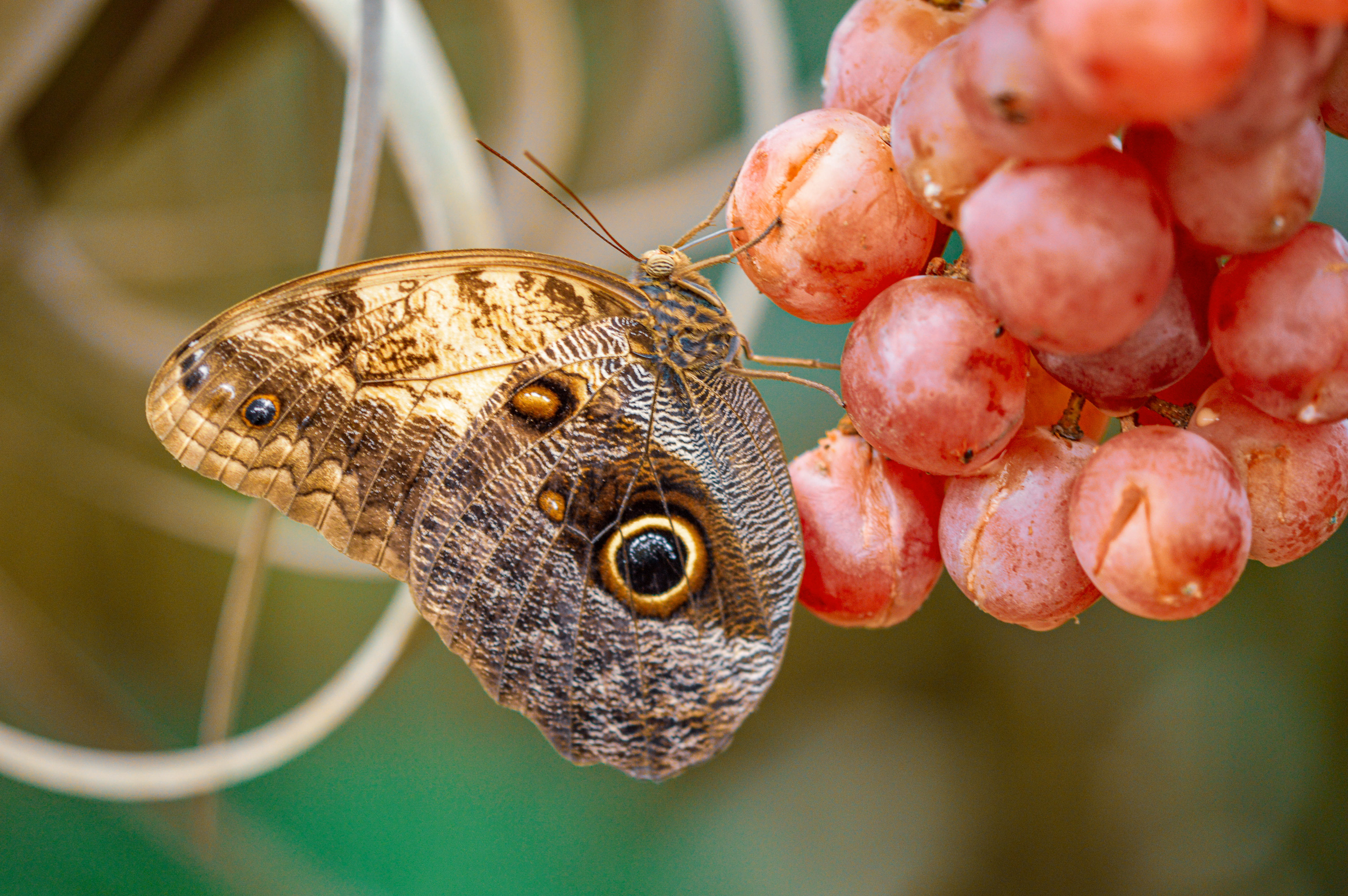 Owl Butterfly