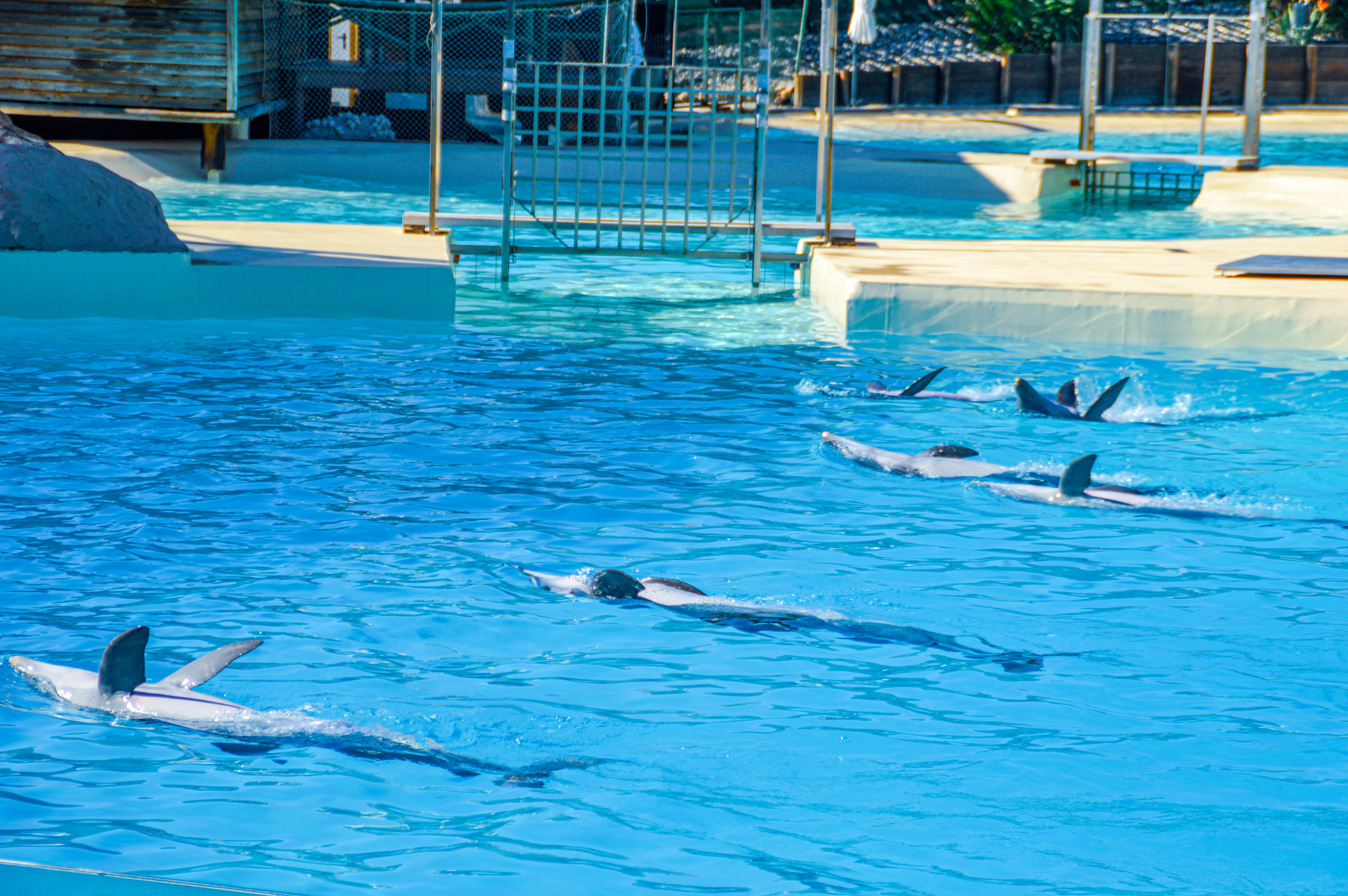 a group of dolphins swimming