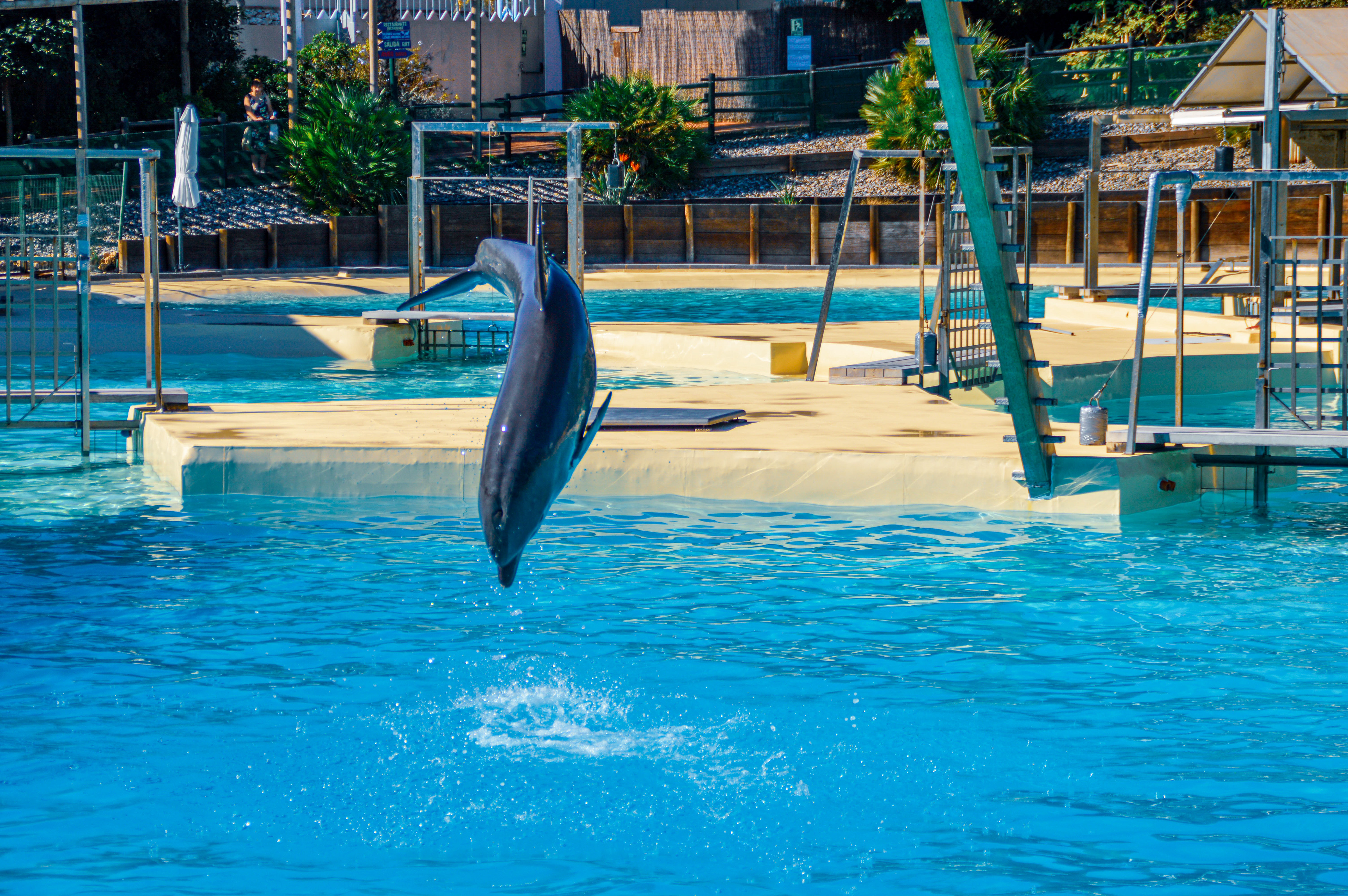 a dolphin leaping out of the water