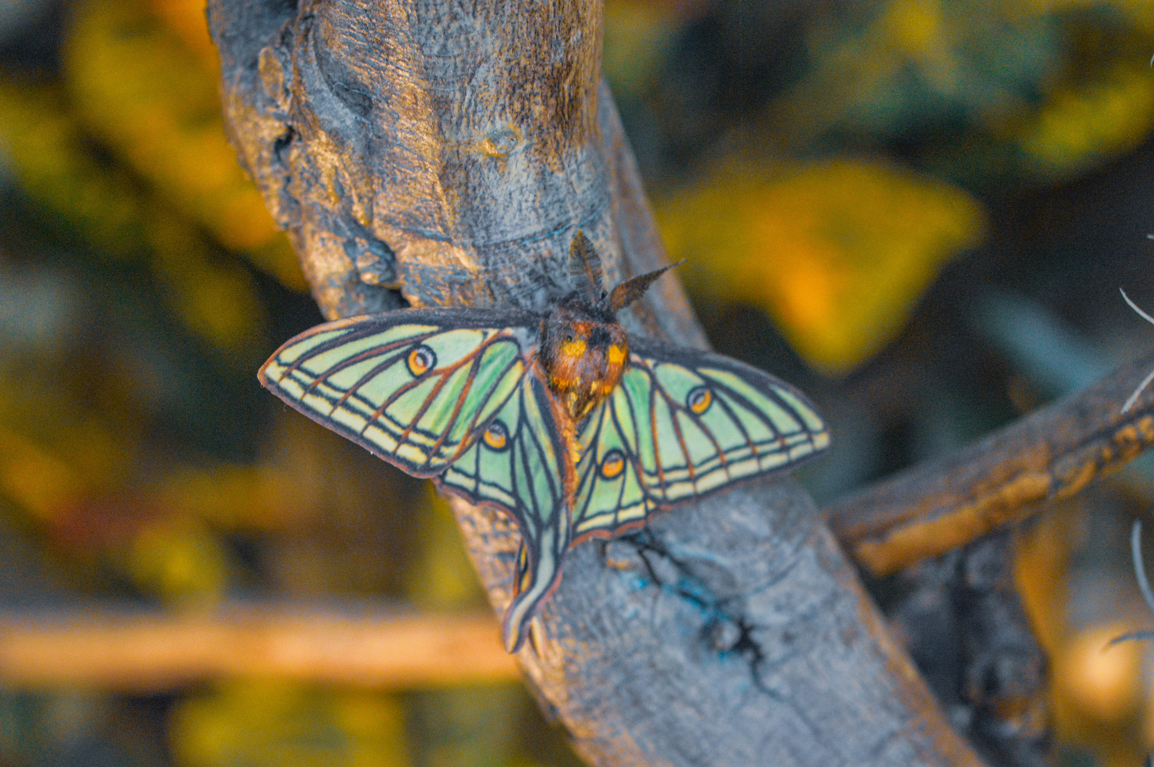 Spanish_Moon_Moth_Mariposario_de_Benalmádena_20171023_20171023_1501.jpg