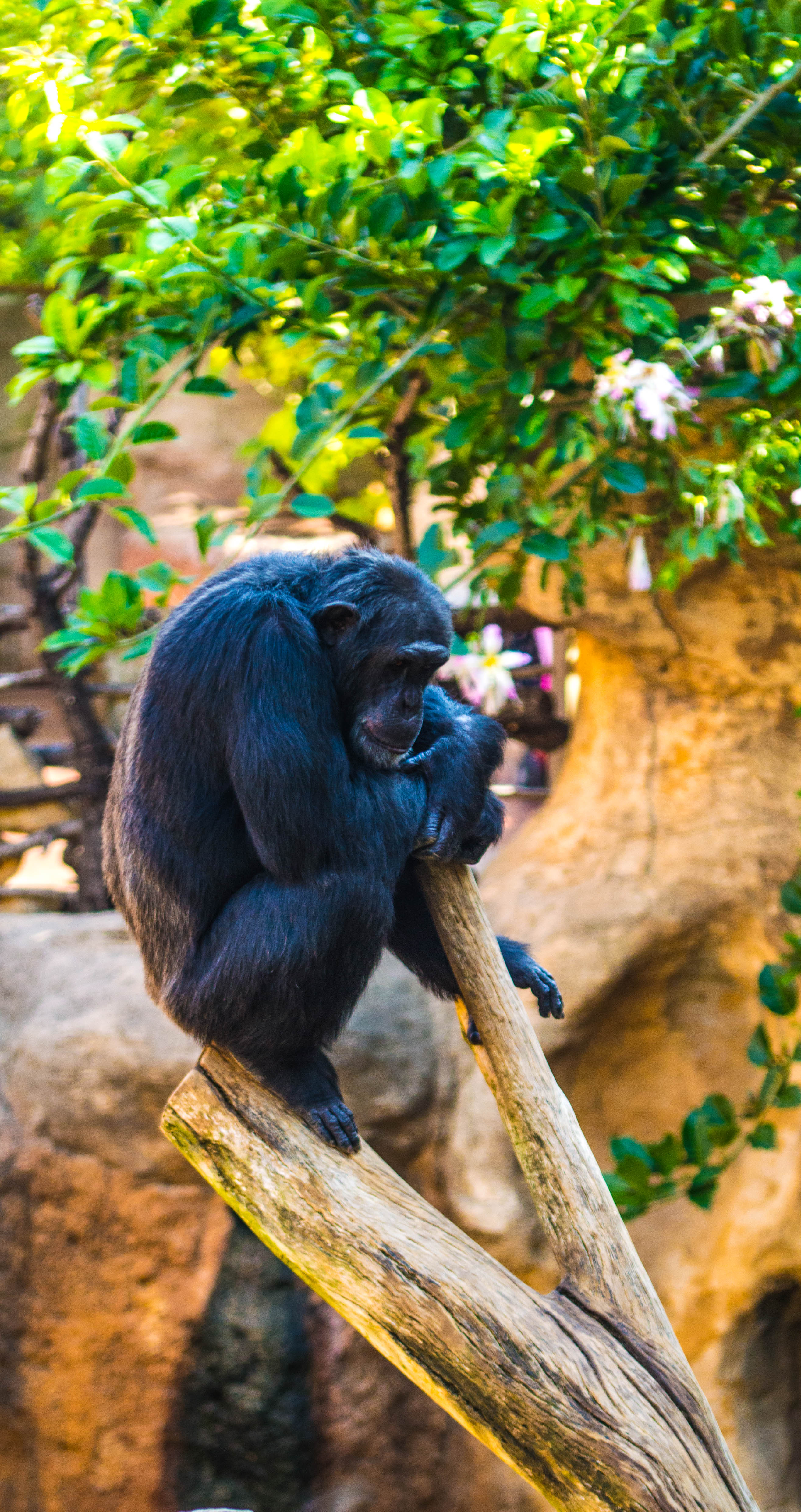 chimpanzee
