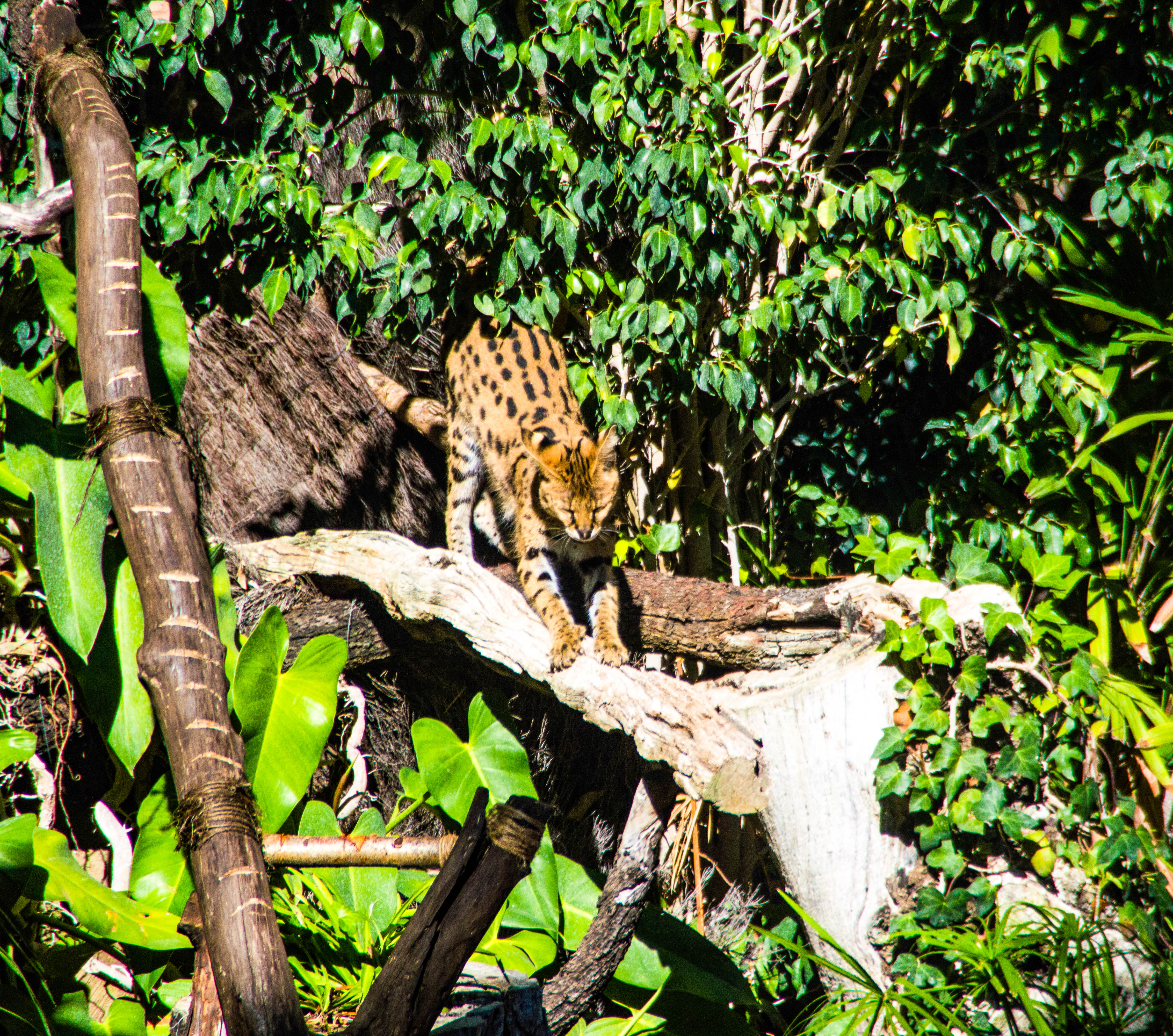 leopard resting on a tree branch