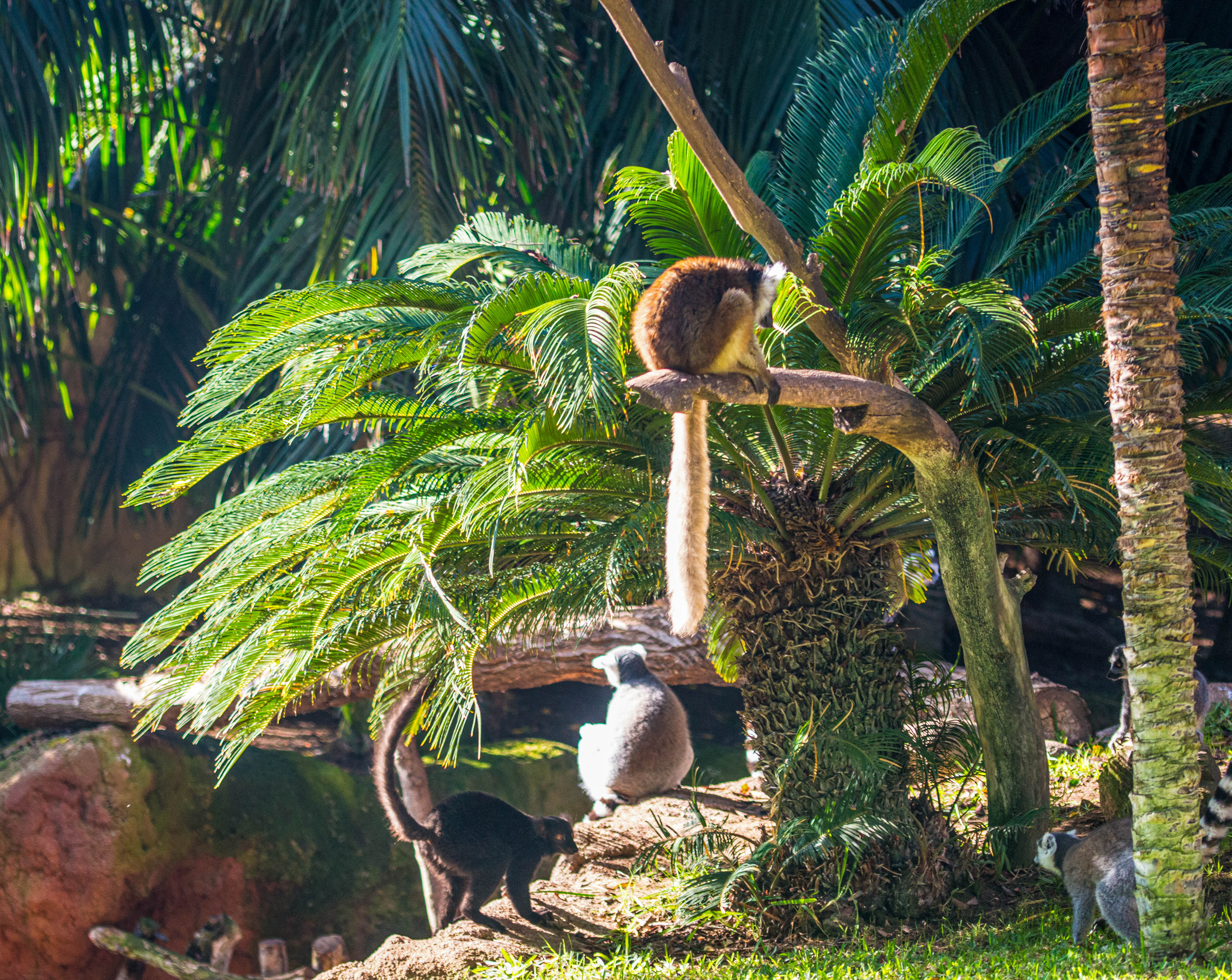 group of lemurs