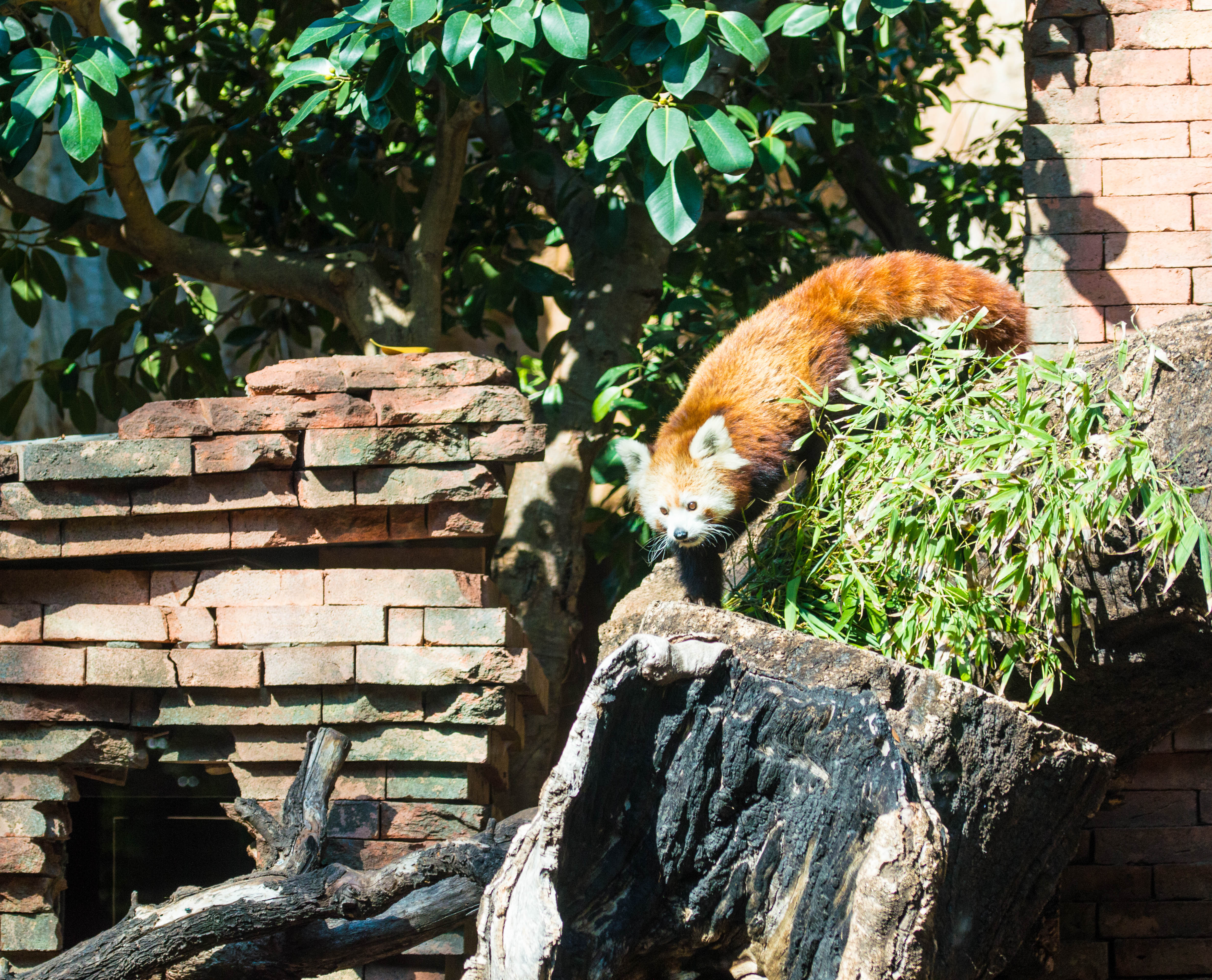 Red Panda