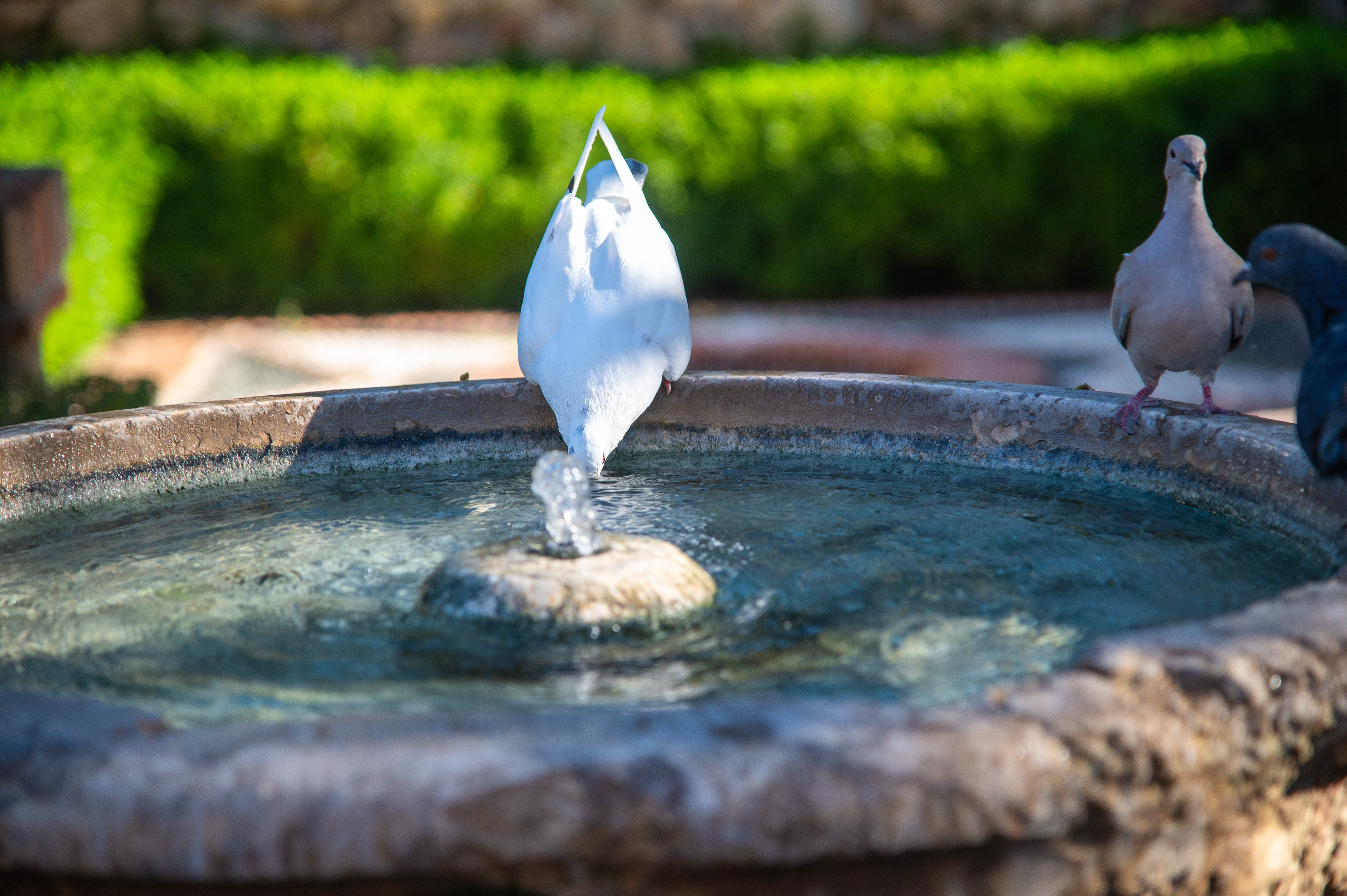 Two doves, one is drinking water from the birdbath