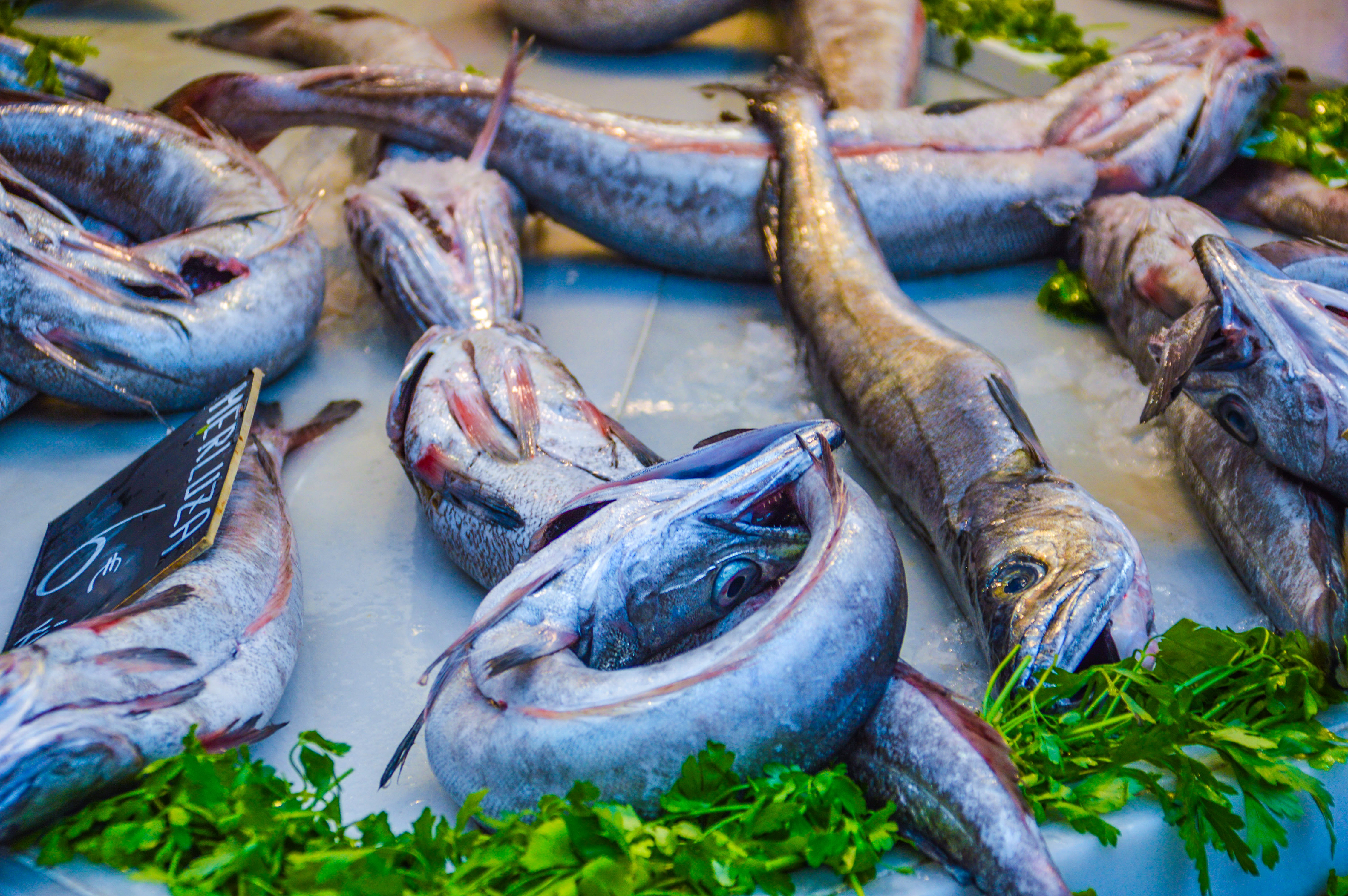 fresh fish laid out on a bed of ice