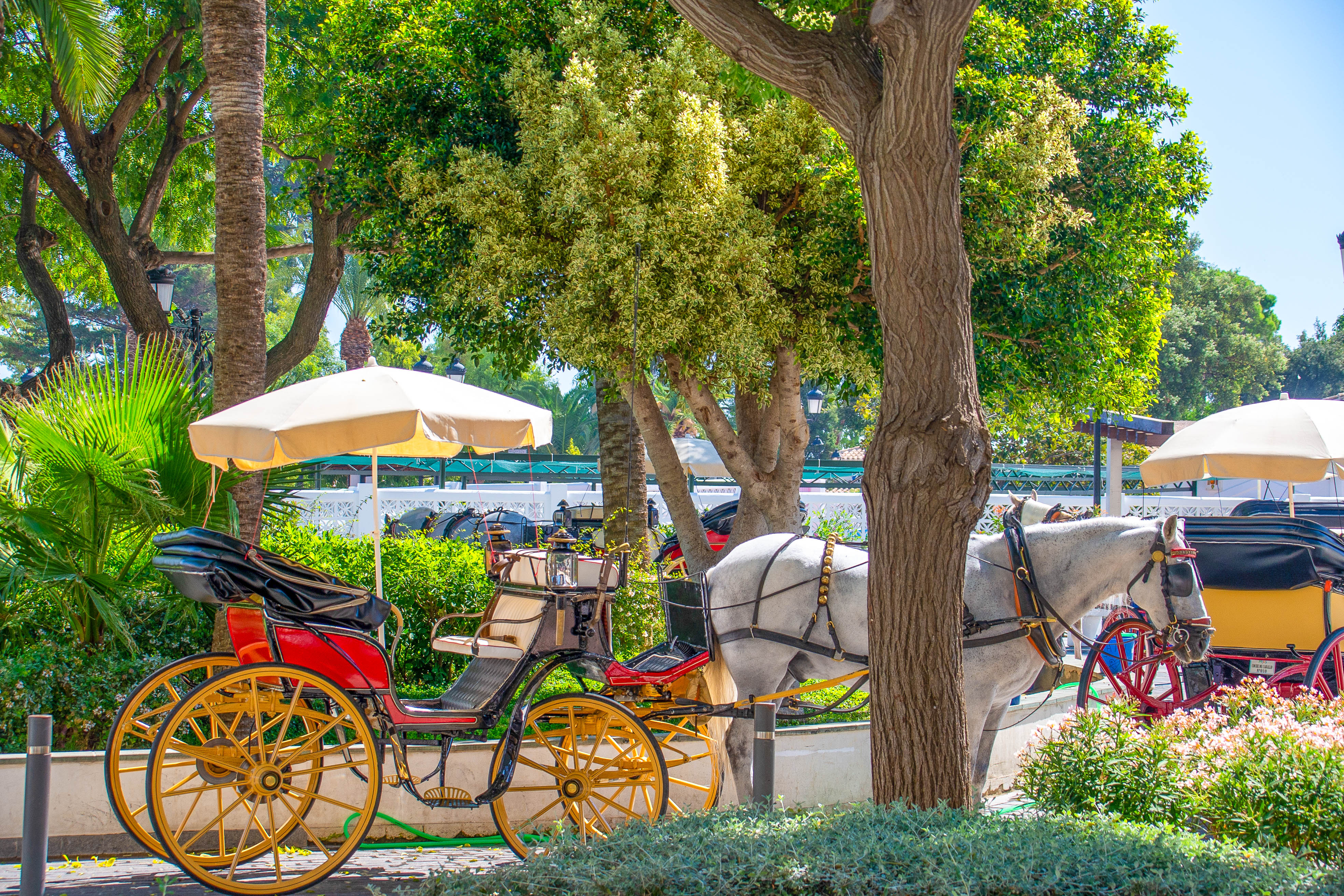 horse-drawn carriages