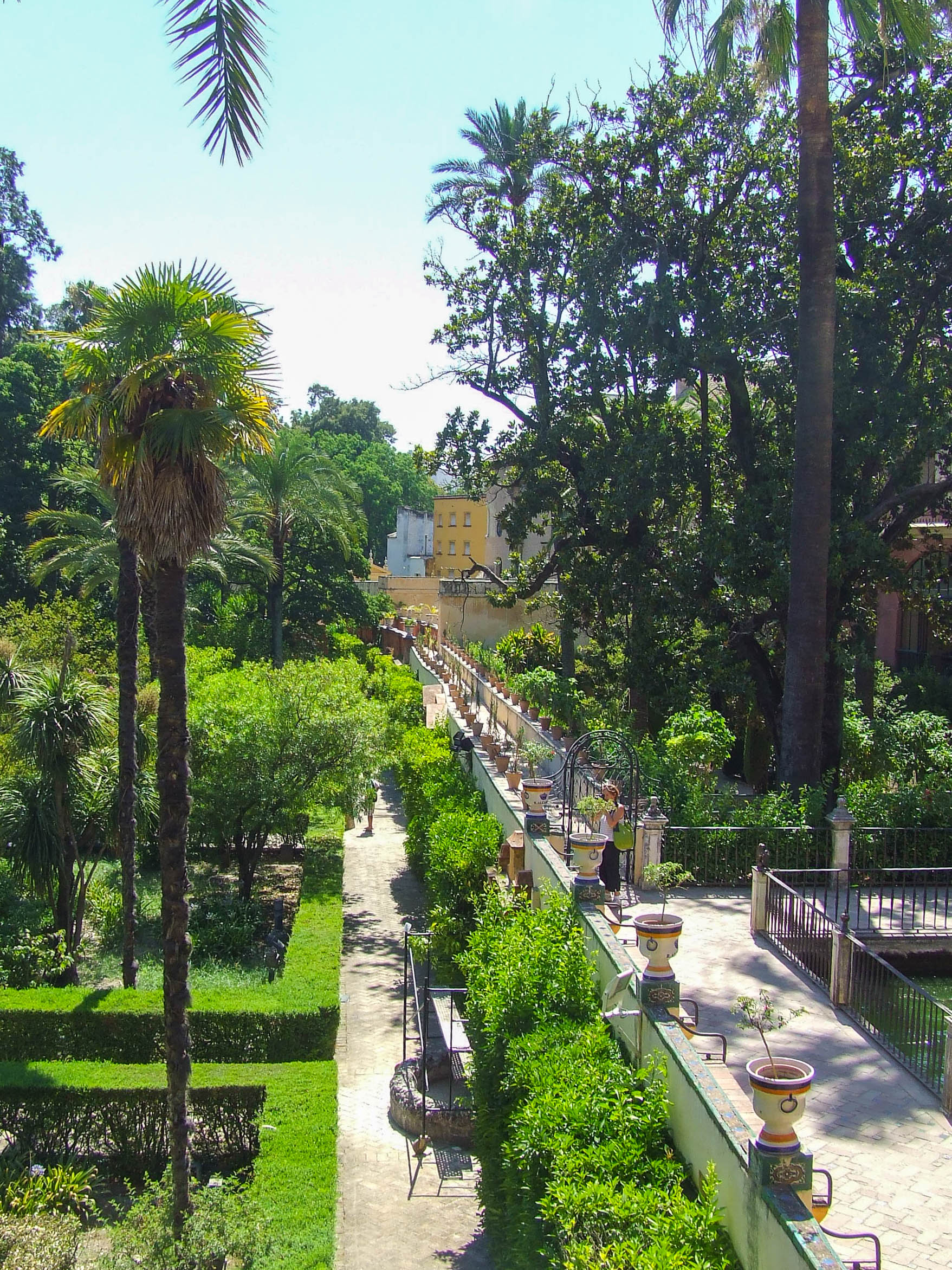 green garden with tall palm trees