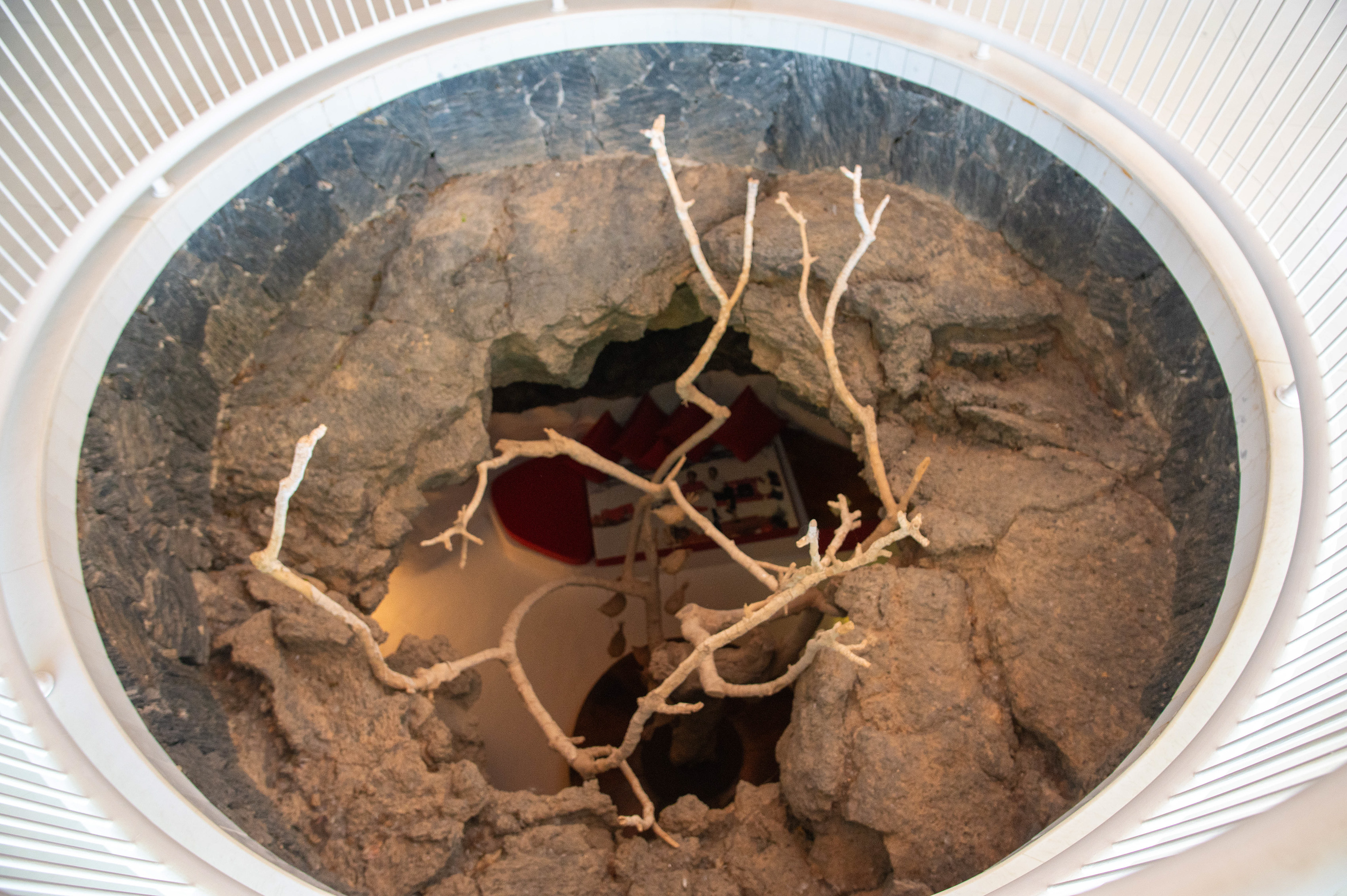 Tree growing up from the volanic bedrock