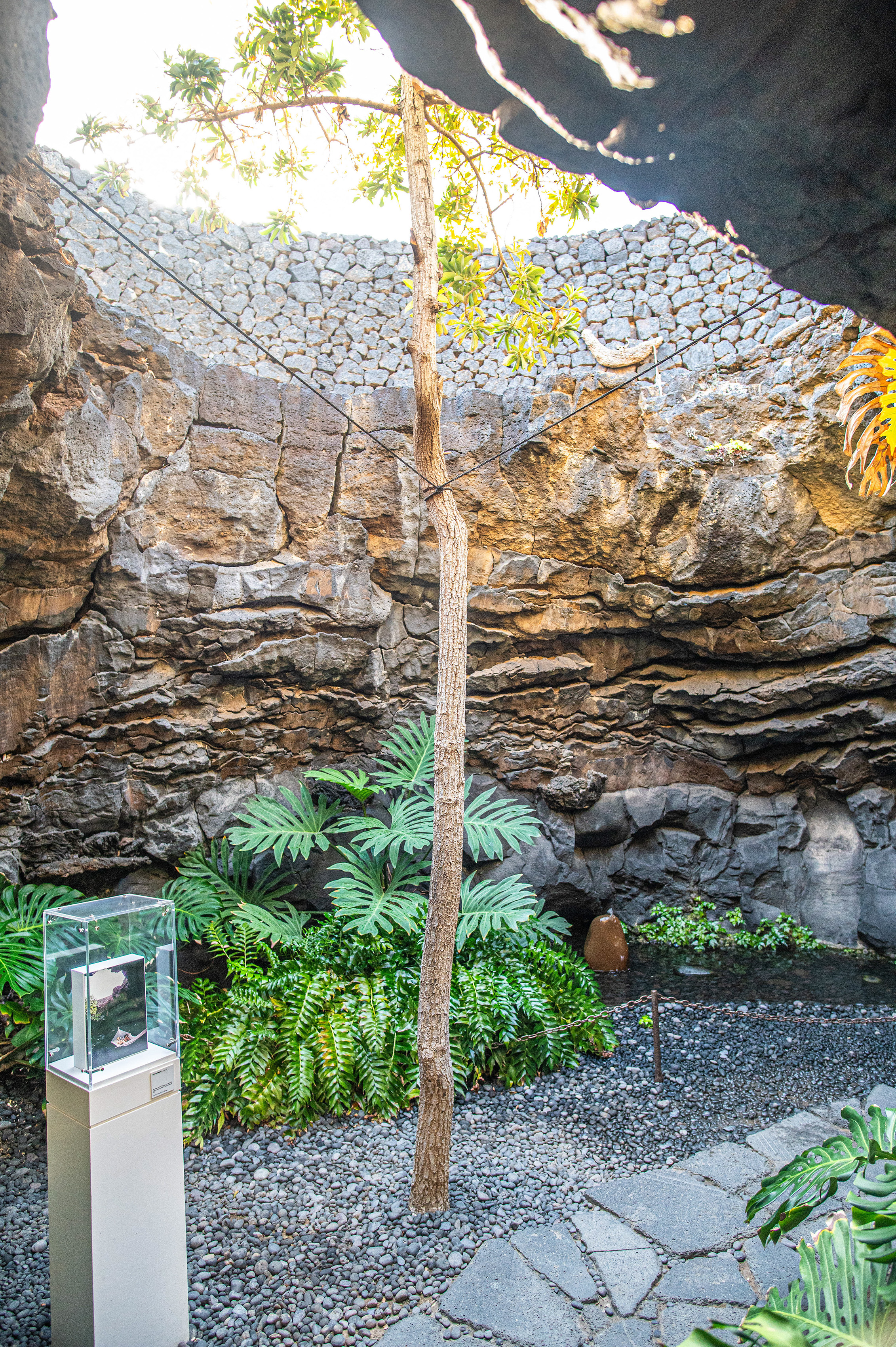 a naturalistic setting with a stone wall and various plants