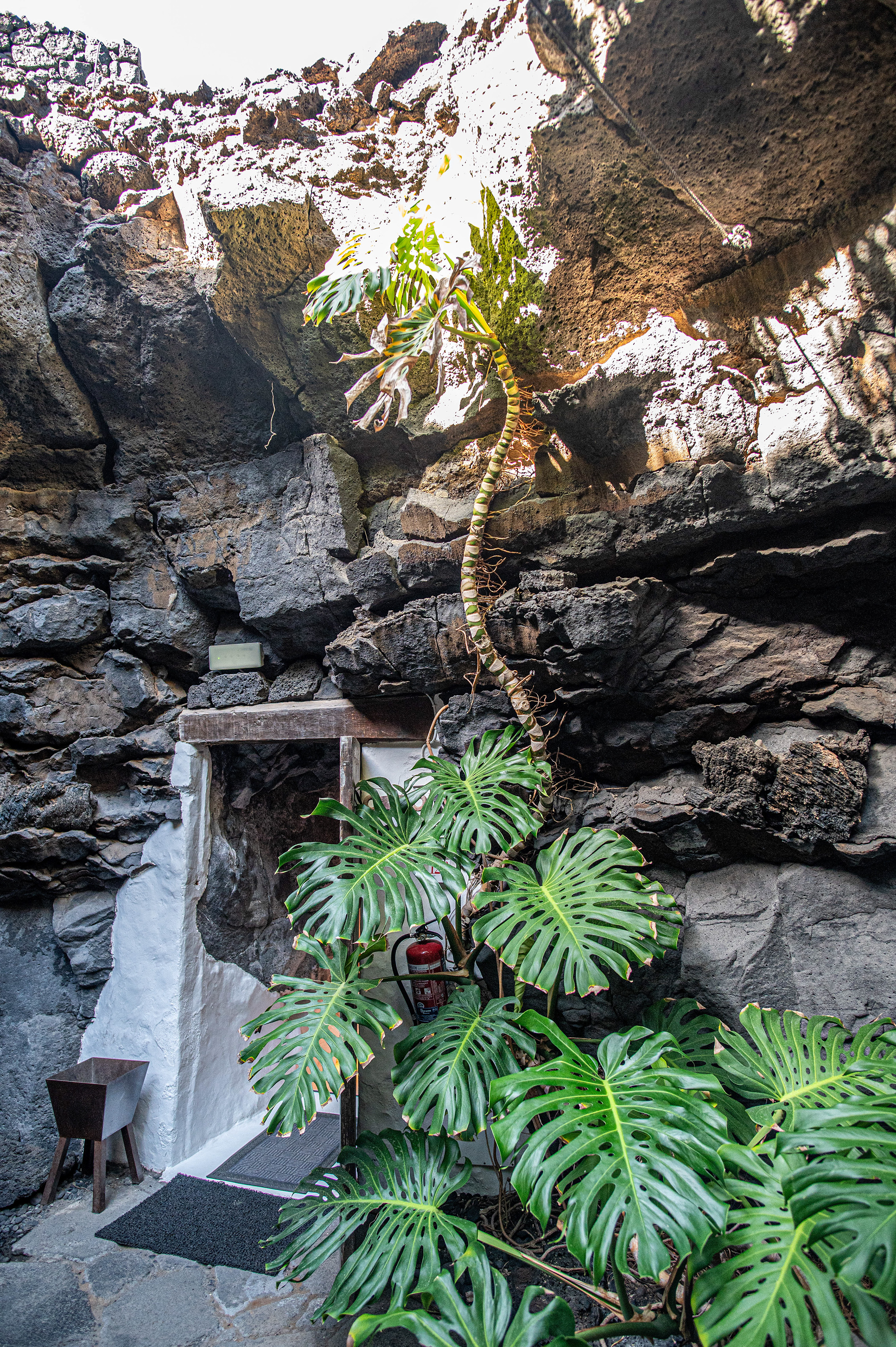 The Tree At The Top? This Is It From Below