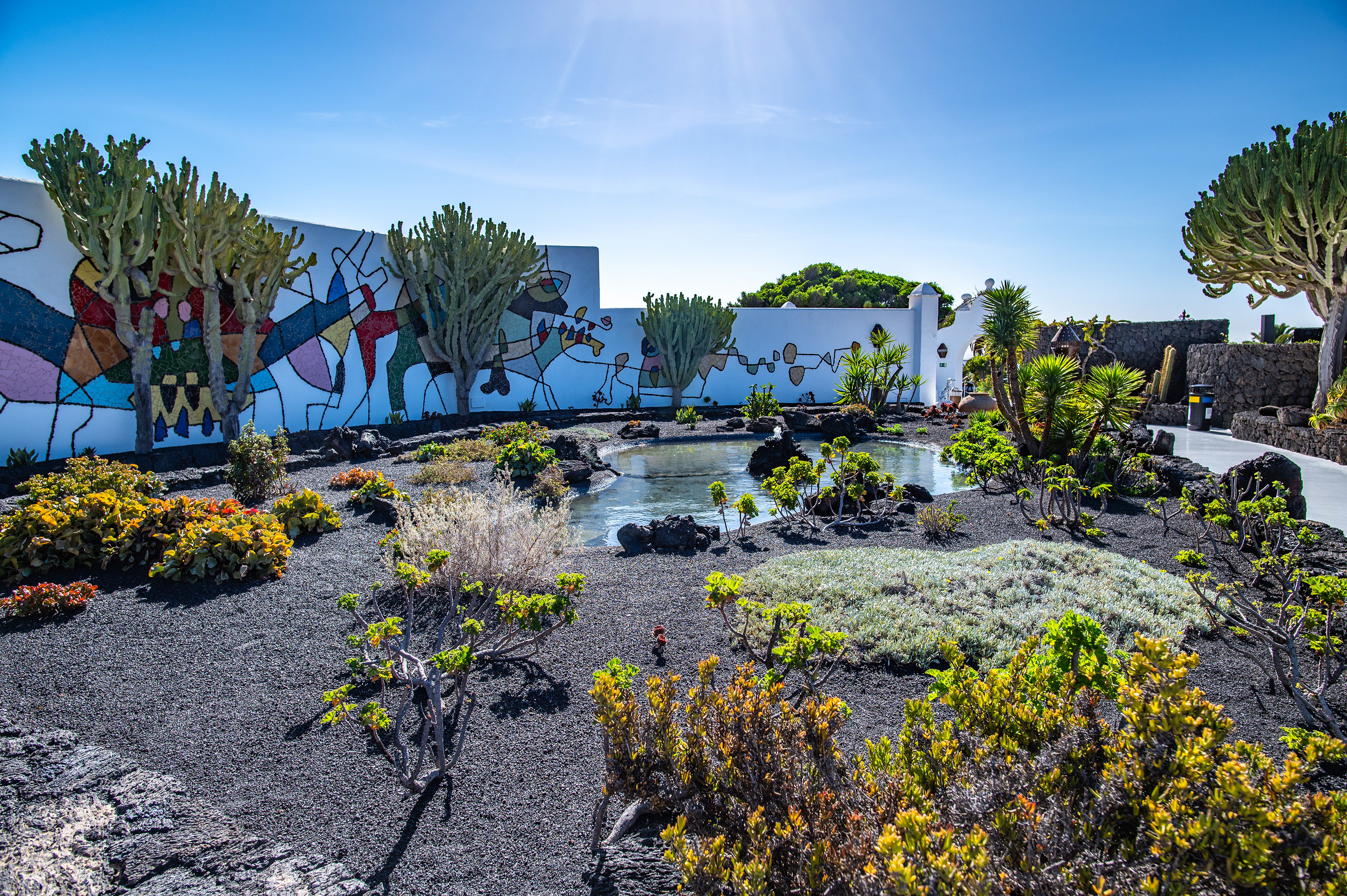 cacti and other desert plants