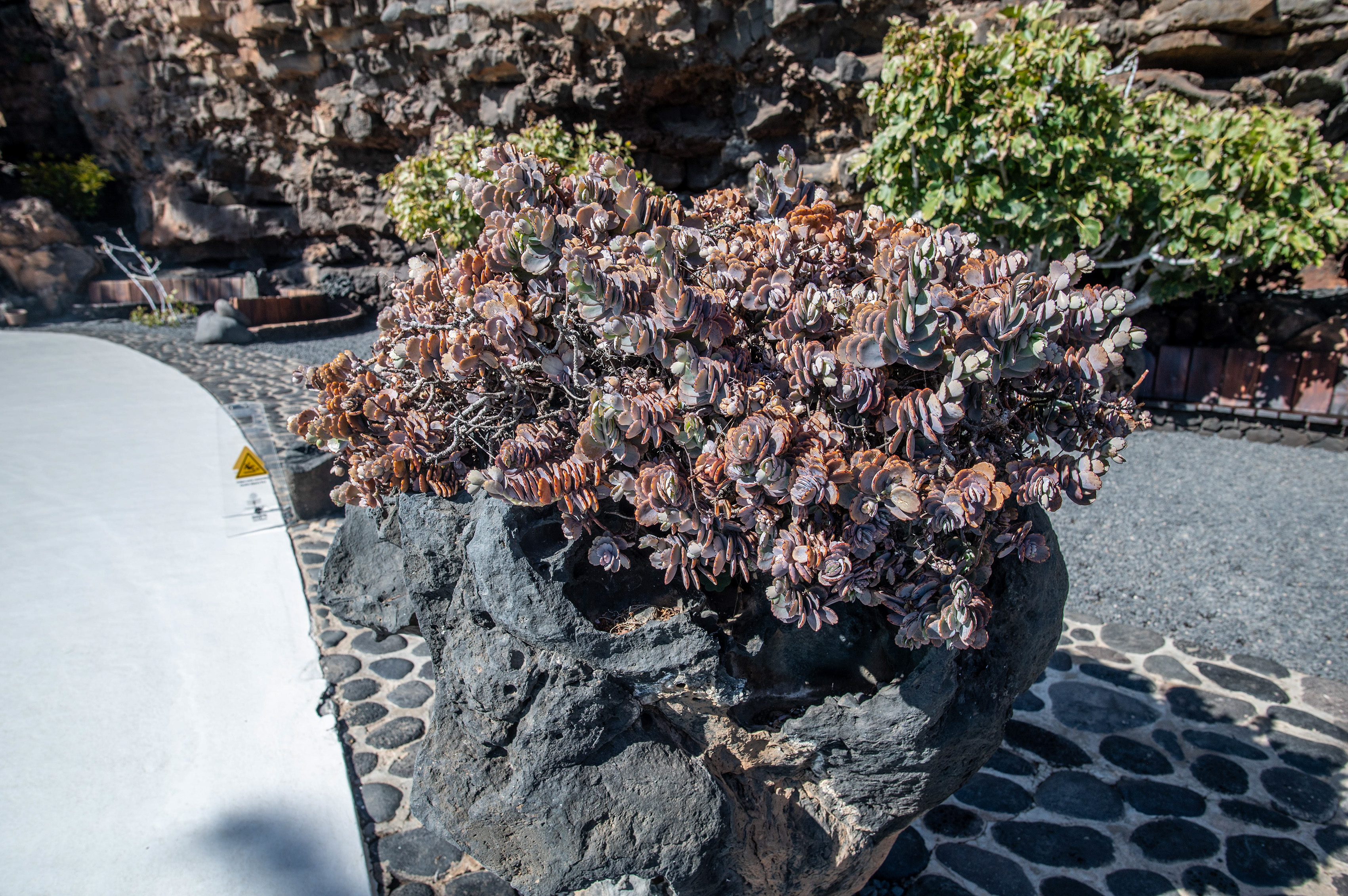 a succulent plant with purple and green leaves growing in a volcanic rock planter