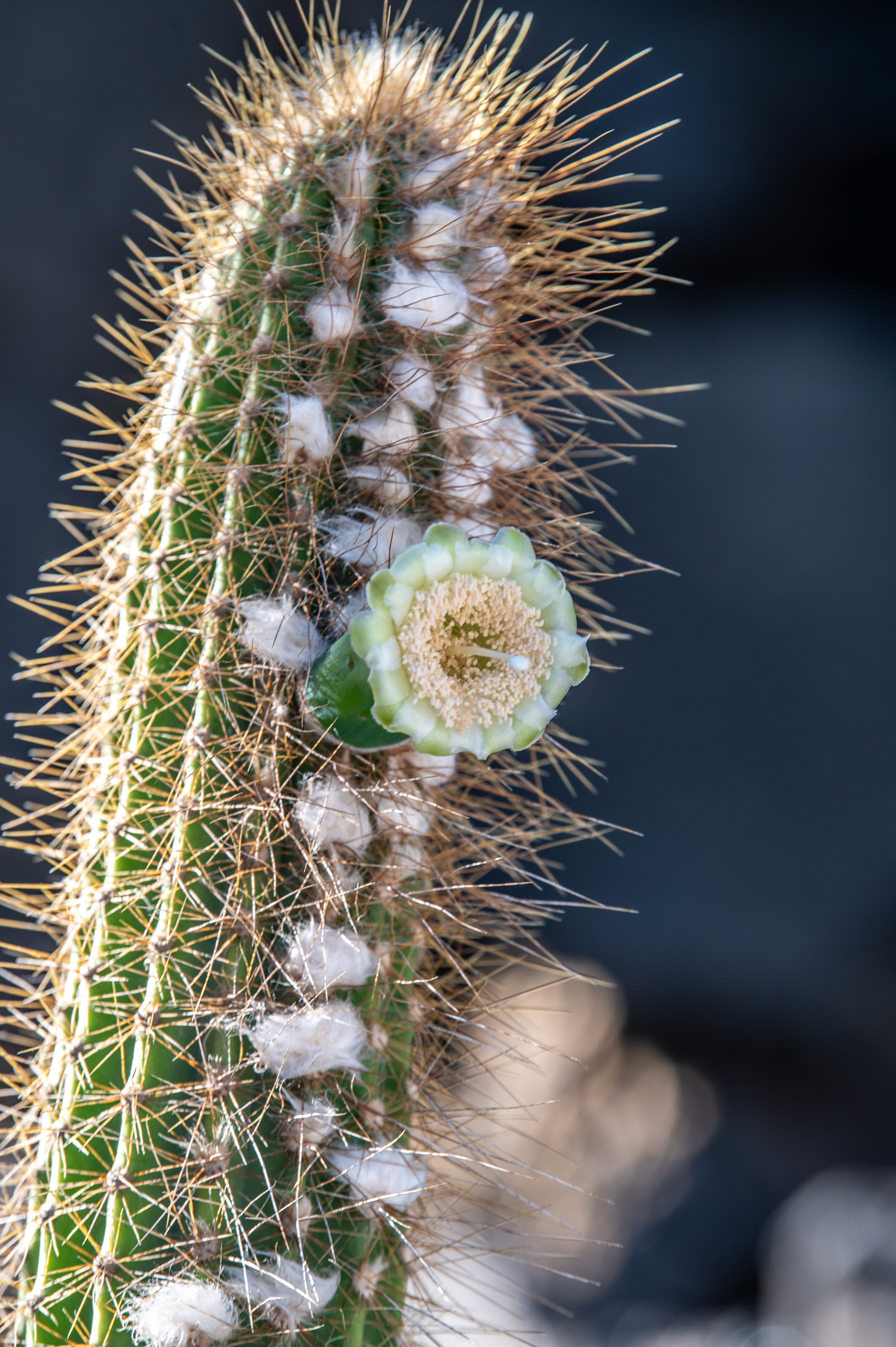 a close-up of a cactus with a prominent flower bud