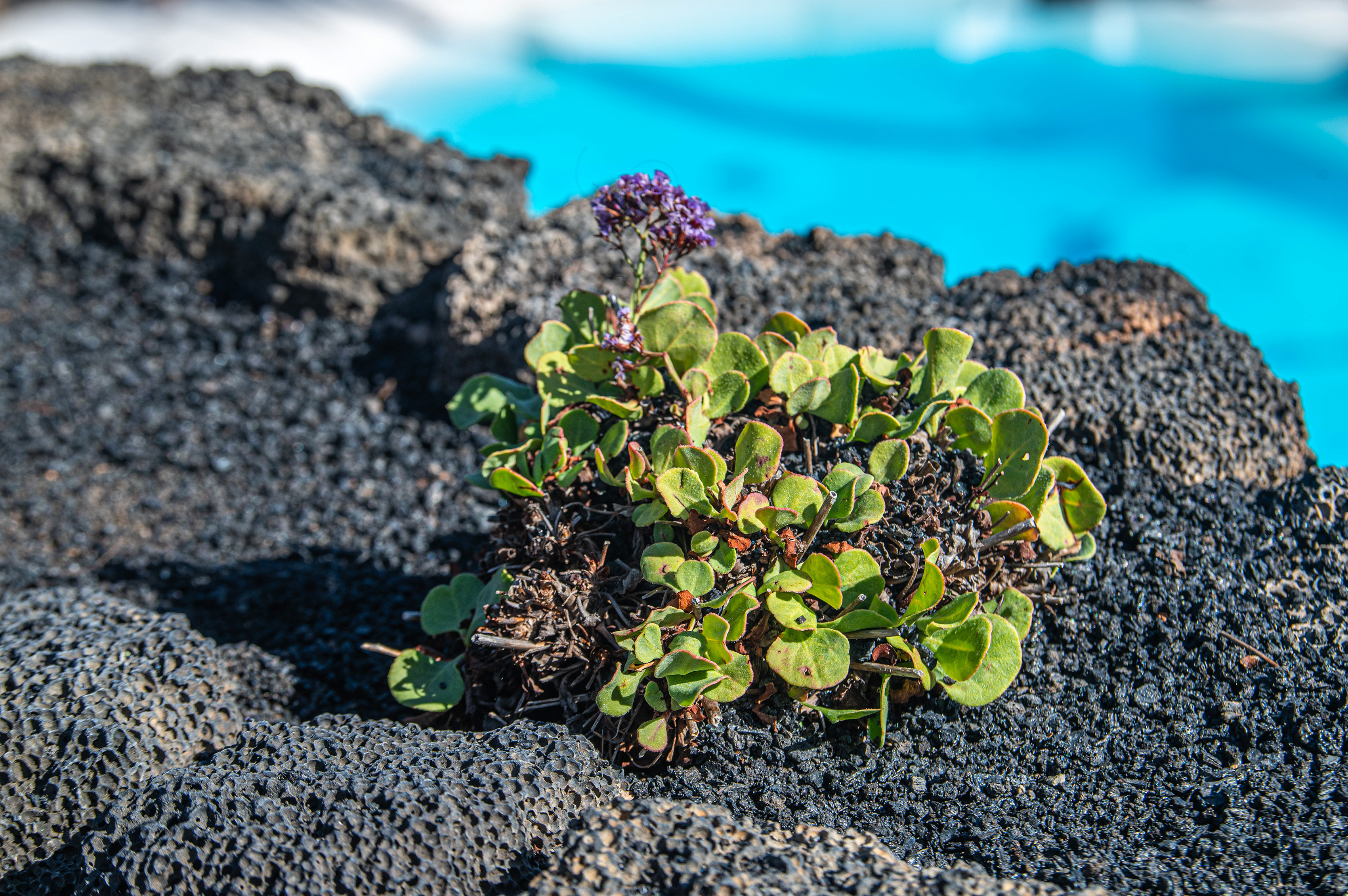a small, resilient plant growing in a crevice of black volcanic rock