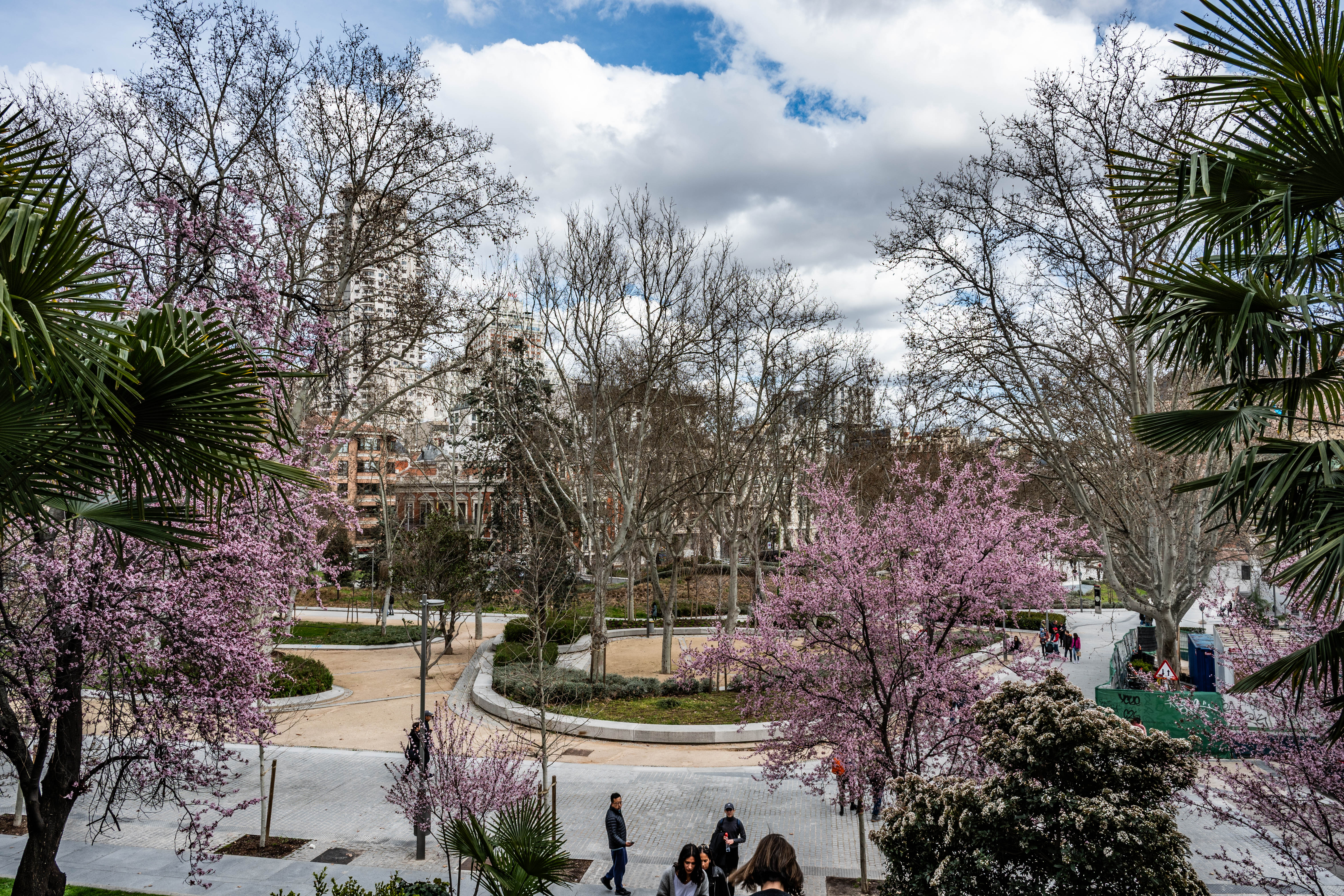 urban park scene with blooming cherry blossom trees