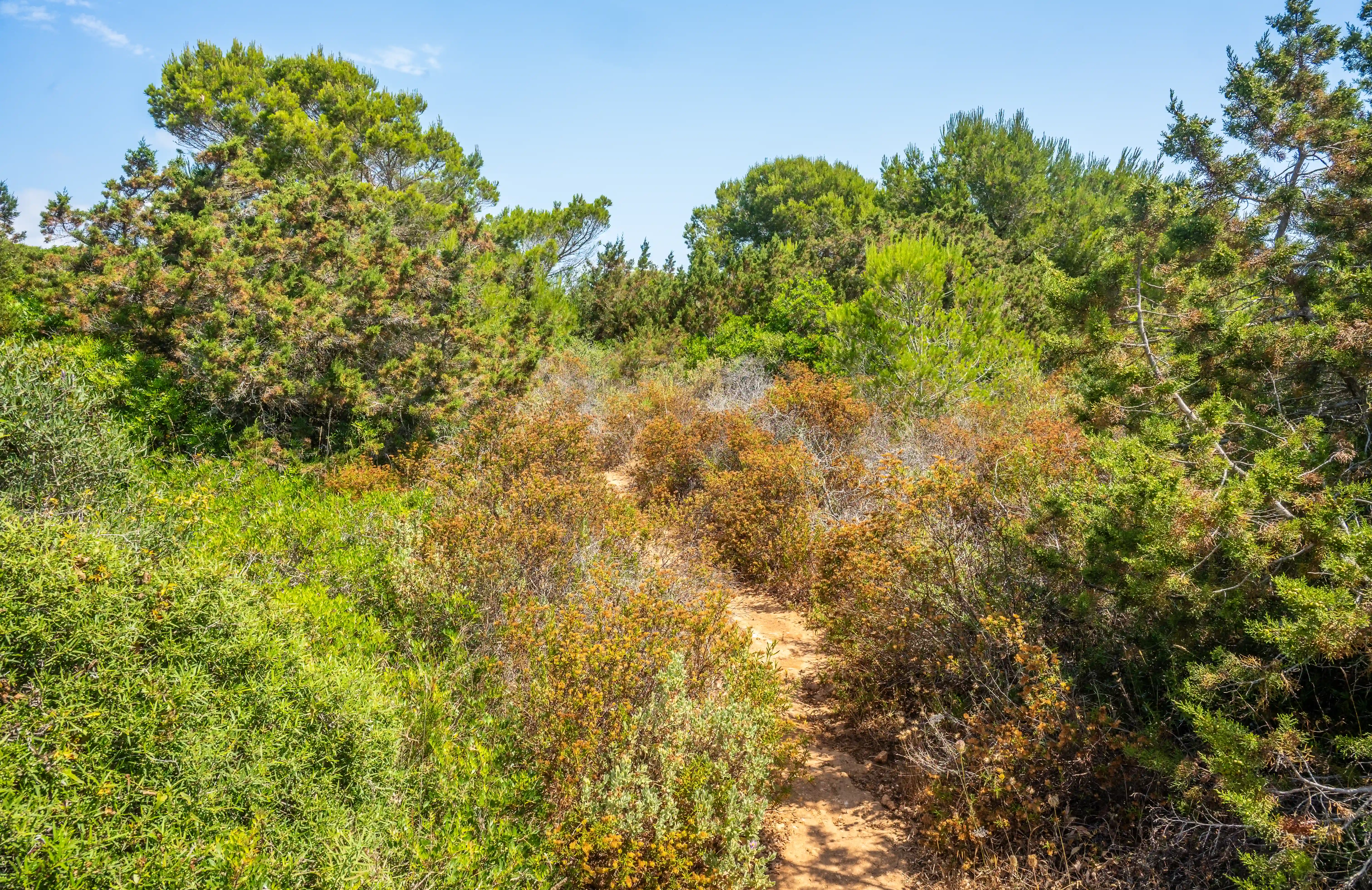 A narrow dirt path winds through dense, dry shrubbery with a mix of green and brown foliage, bordered by larger trees and a bright blue sky.