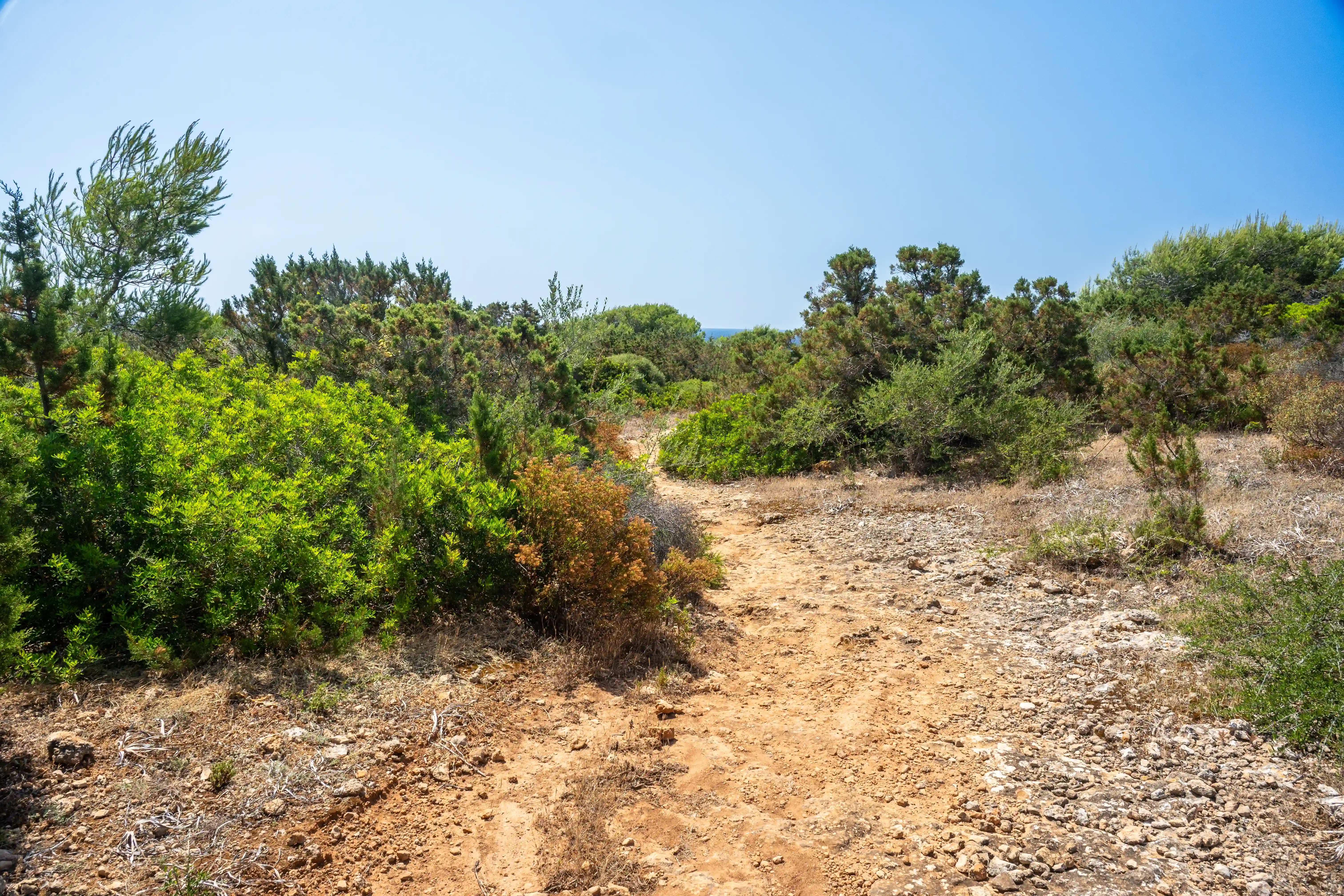 A dusty, unpaved path meanders through hardy green and ochre shrubs under a bright blue sky.