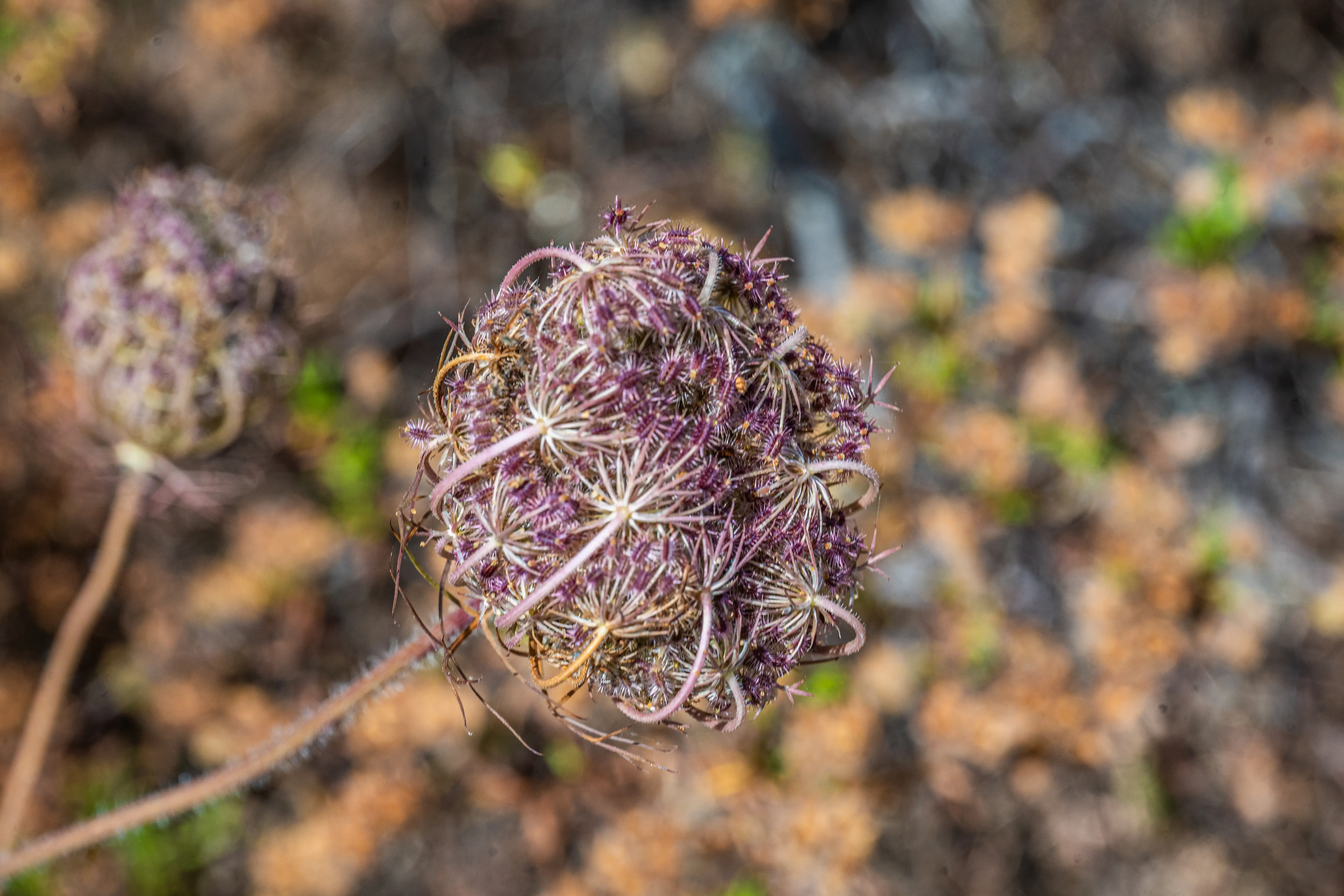 A close-up photograph of a dried Queen Anne's Lace seed head, showcasing its intricate purple florets and delicate dried stems, set against a softly blurred background of brown and green foliage.