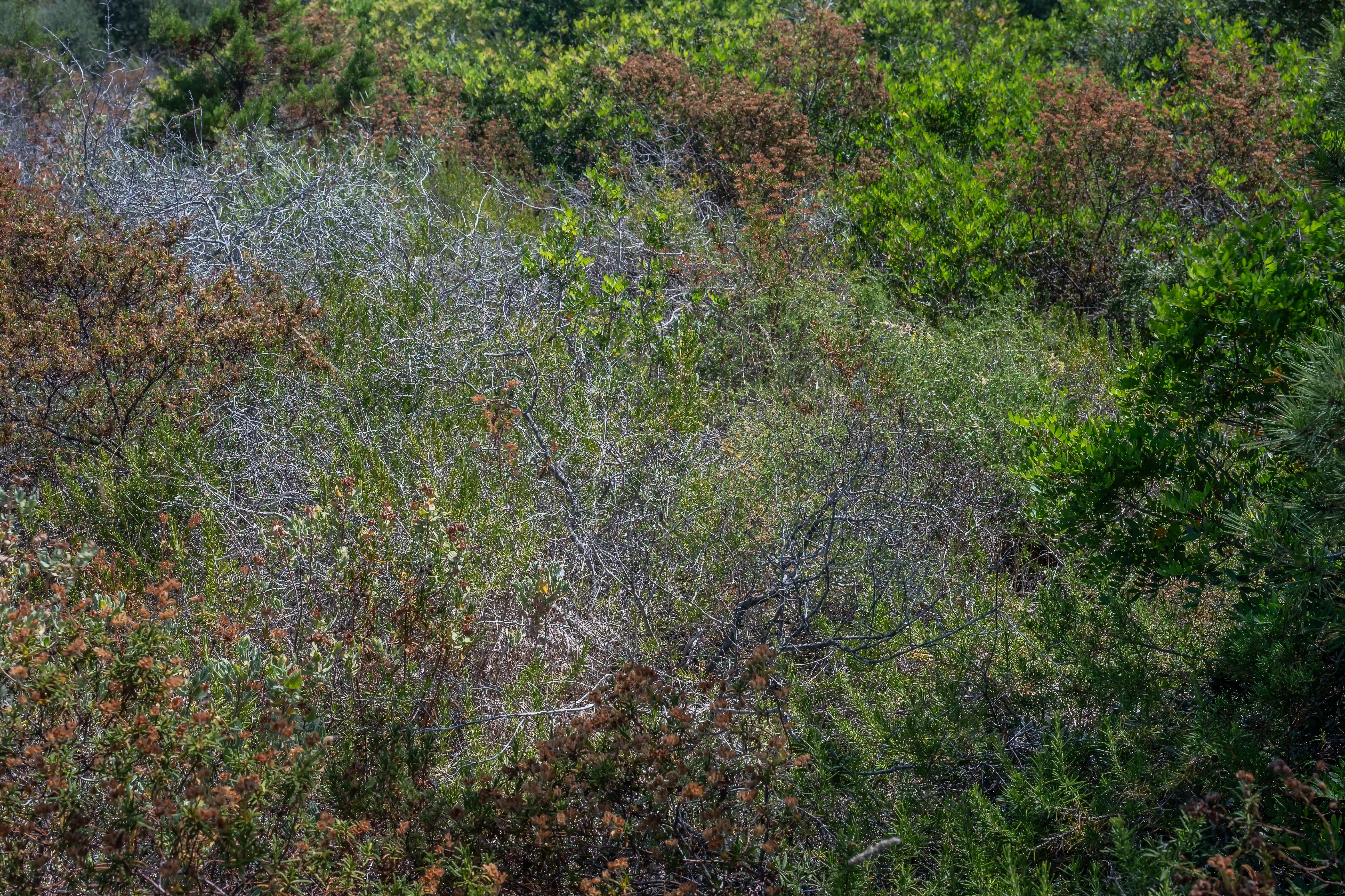 An overhead view of a dense, overgrown natural area featuring a mix of bright green bushes, brown dried plants, and a central area of stark, grey, bare branches.