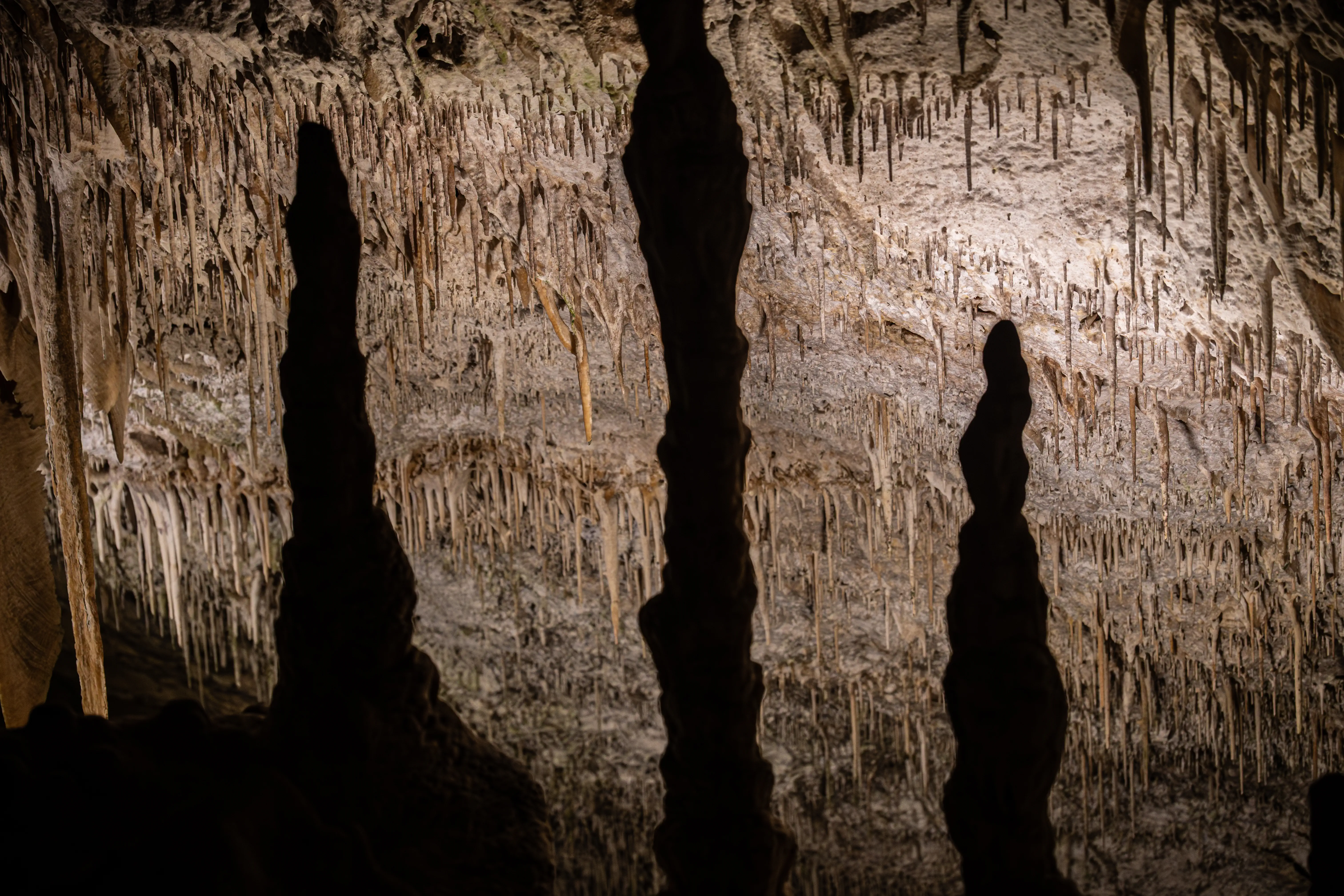 Silhouetted stalagmites stand in the foreground of a cave wall covered in numerous hanging stalactites, illuminated from above.
