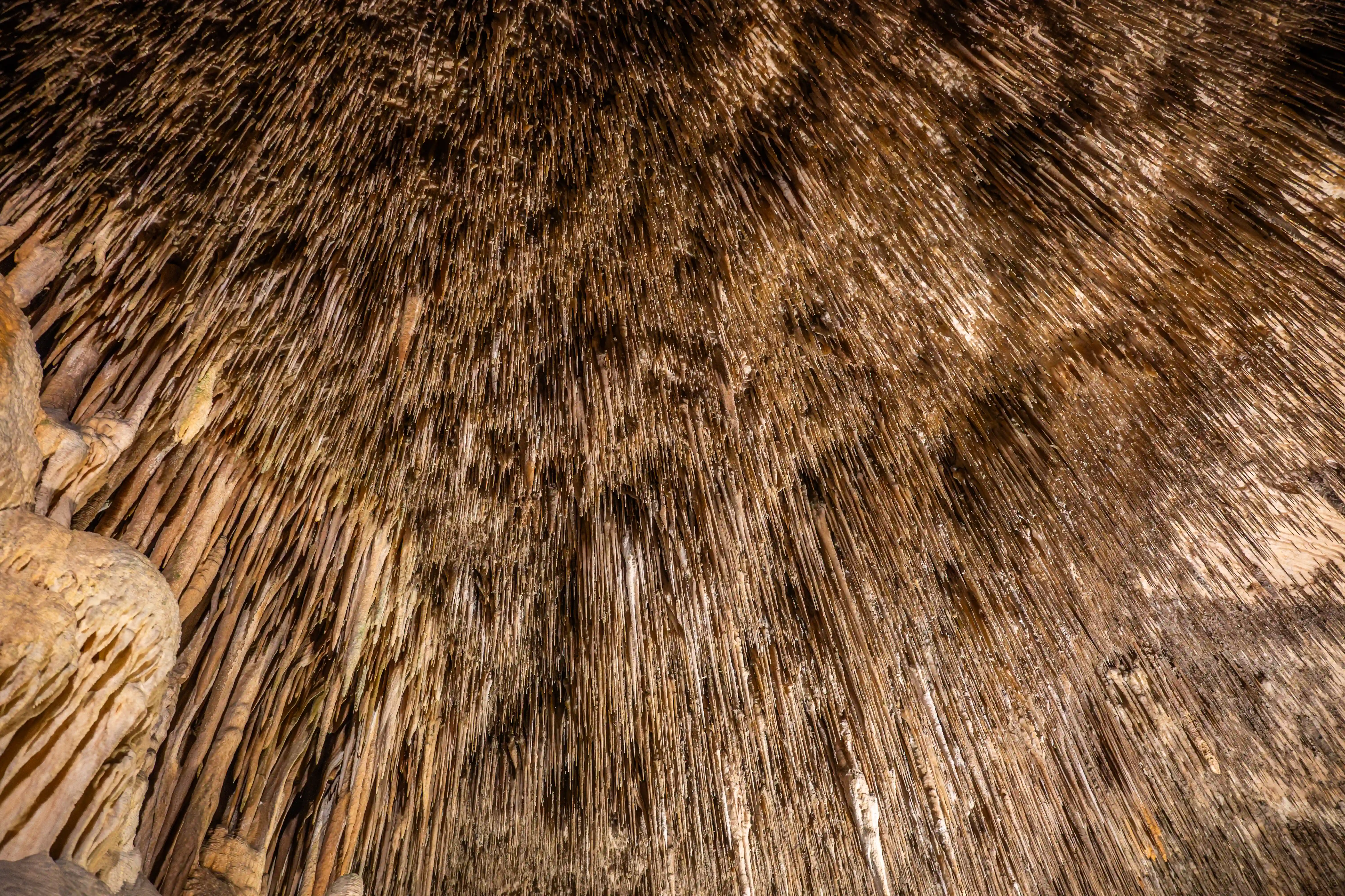 A close-up, low-angle view of a cave ceiling covered in numerous brown and beige stalactites, some appearing wet and shiny.