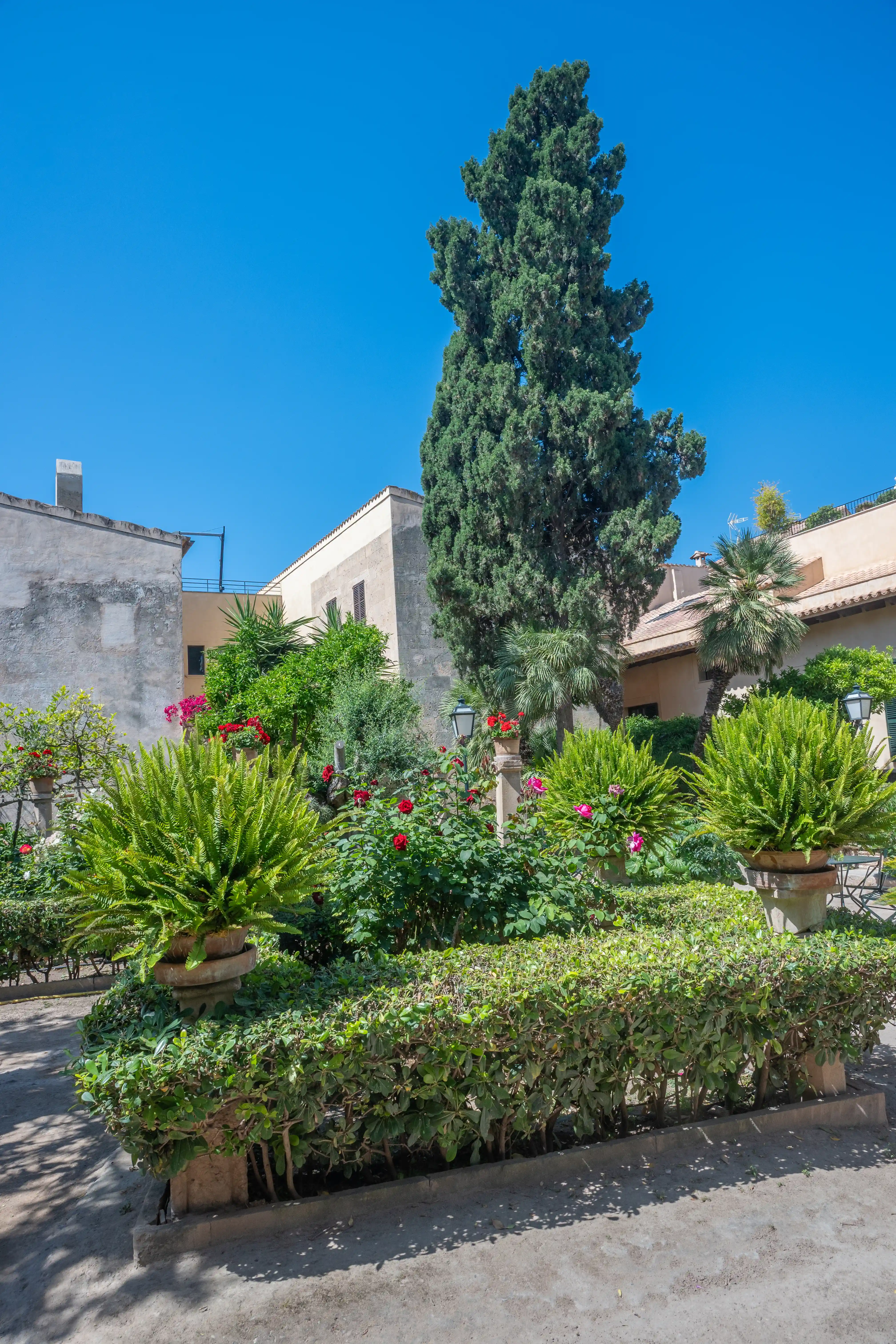 A sun-drenched courtyard garden featuring manicured hedges, vibrant red roses, large potted ferns, and a towering cypress tree, with weathered stone buildings and a bright blue sky.