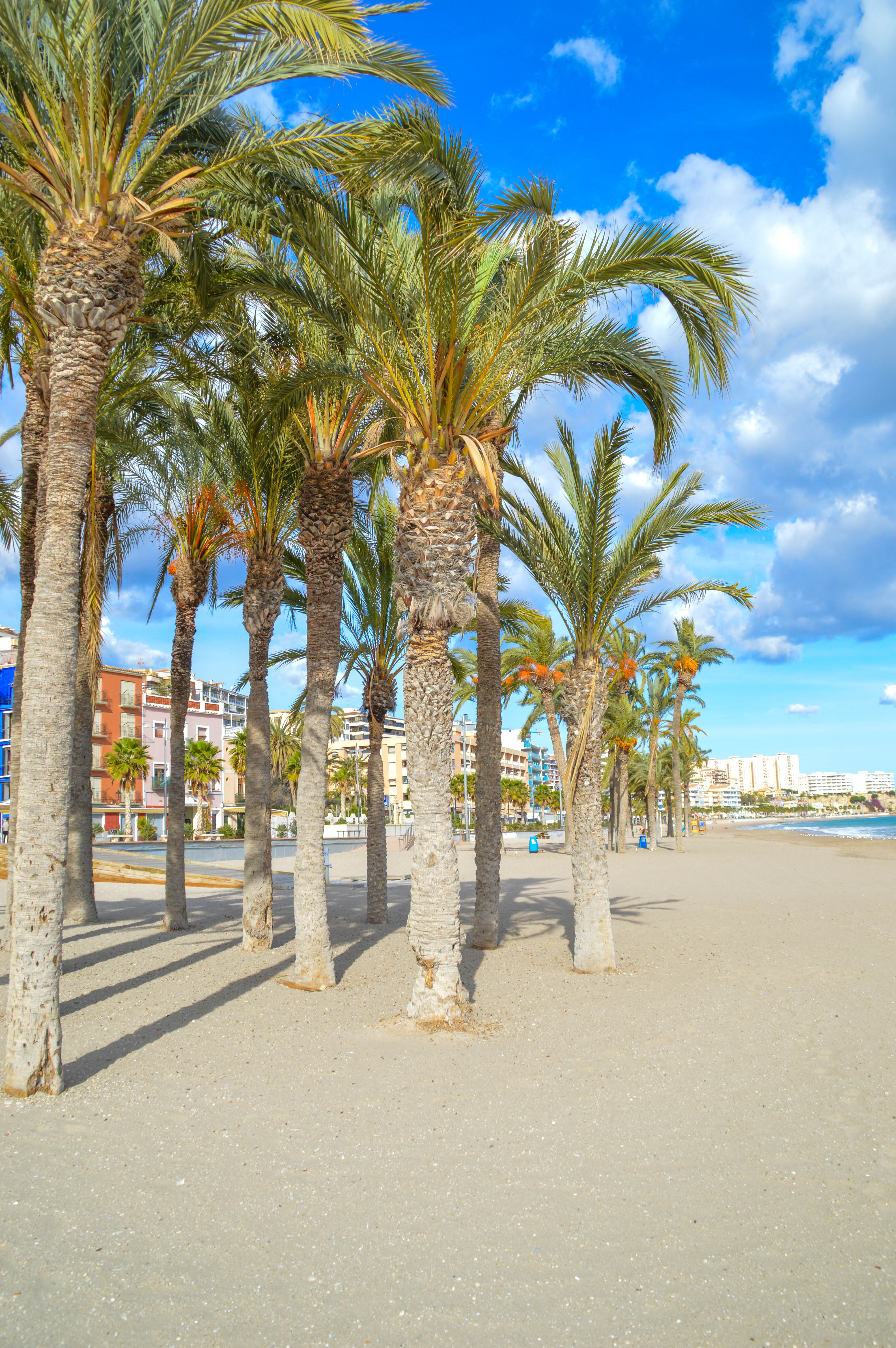 a sunny beach scene with a row of tall palm trees lining the sandy shore