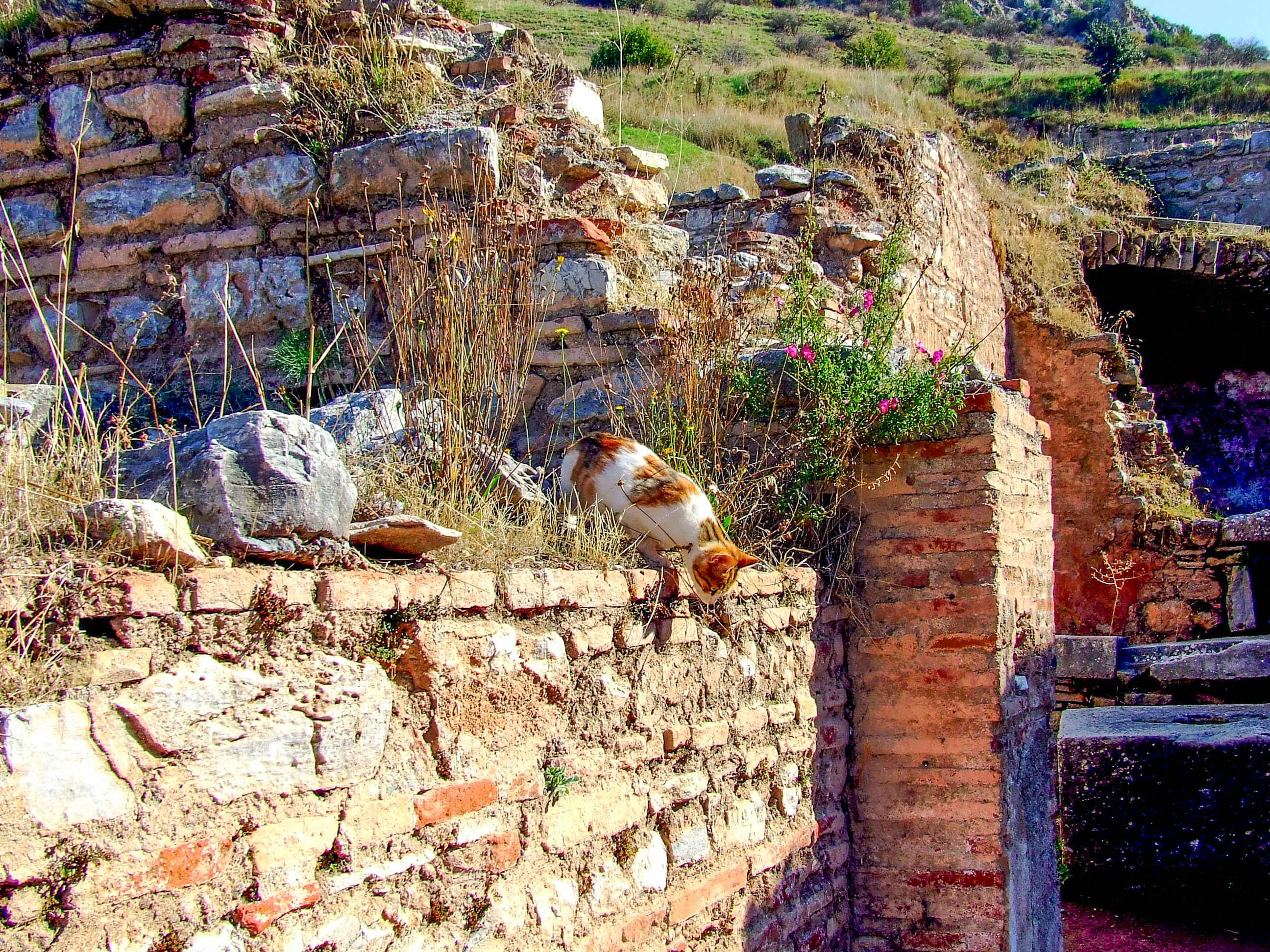 a cat standing on a weathered brick wall