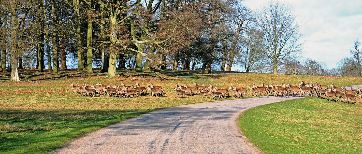 The image depicts a scenic view of a large herd of deer crossing a path in a wooded area. The deer are moving in a single file line, and the path they are crossing is surrounded by grass and trees. The sky is clear, and the overall atmosphere is serene and natural.