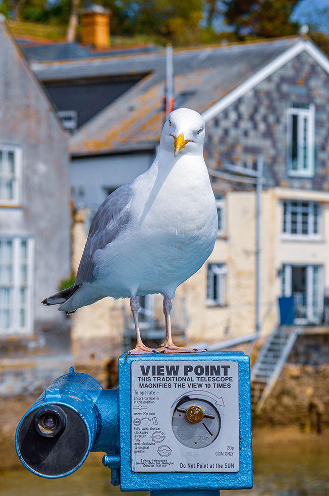 A seagull is perched on a coin-operated telescope labeled 'VIEW POINT,' which magnifies views 10 times. The telescope instructions indicate inserting a 20p coin to operate and advises against pointing it at the sun. The background features weathered buildings with visible wear and tear, including peeling paint and rust, suggesting a coastal or maritime setting.