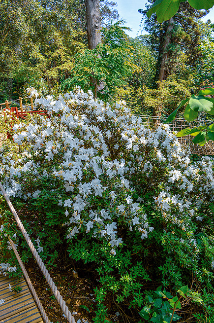 The image depicts a lush garden scene with a prominent bush covered in white flowers. The garden is surrounded by tall trees and dense greenery, creating a serene and vibrant atmosphere. A wooden fence and a path can be seen in the background, adding to the garden's structured yet natural appearance.