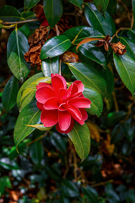 The image depicts a vibrant red flower with multiple petals, centrally positioned among lush green leaves. The background consists of more green foliage, creating a natural and serene setting.