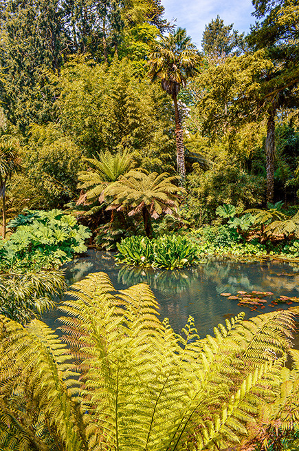 The image depicts a lush, tropical garden with a variety of ferns and other greenery surrounding a pond. The scene is vibrant and serene, with a mix of different plant species, including tall palm trees and smaller ferns, creating a dense and verdant environment.
