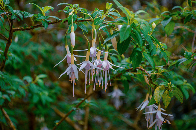 The image shows a cluster of delicate, drooping flowers with green leaves. The flowers have a light purple hue with yellow stamens, and they hang from a branch amidst lush green foliage.