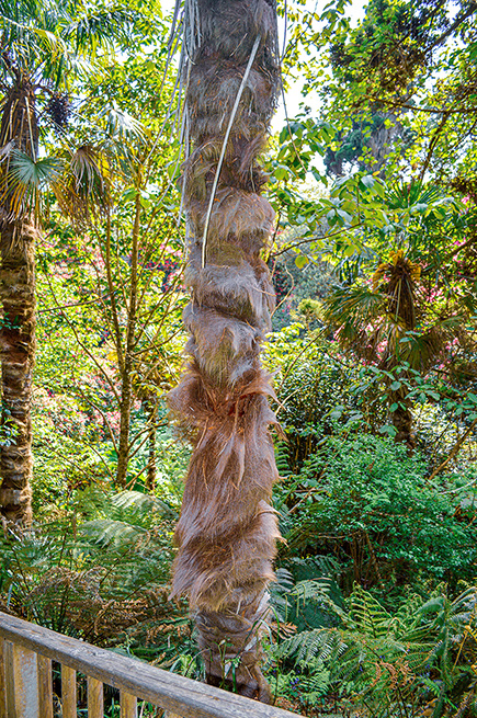 The image depicts a tall tree with a distinctive, shaggy bark pattern, surrounded by lush, green foliage. The scene is vibrant and appears to be in a tropical or subtropical forest setting.