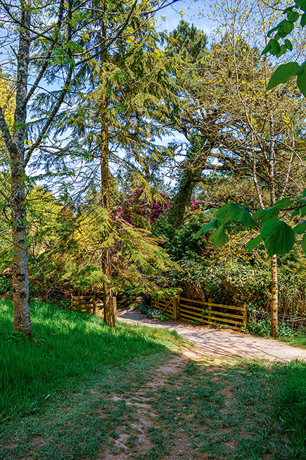 The image depicts a serene, sunlit pathway in a lush, green park. The path is bordered by tall trees and dense foliage, with a wooden fence visible in the background. The scene is tranquil, inviting, and full of natural beauty.