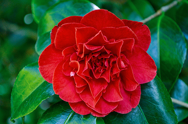 The image depicts a vibrant red camellia flower in full bloom, surrounded by lush green leaves. The flower has multiple layers of petals, creating a rich and textured appearance. The background is blurred, drawing focus to the flower and leaves in the foreground.
