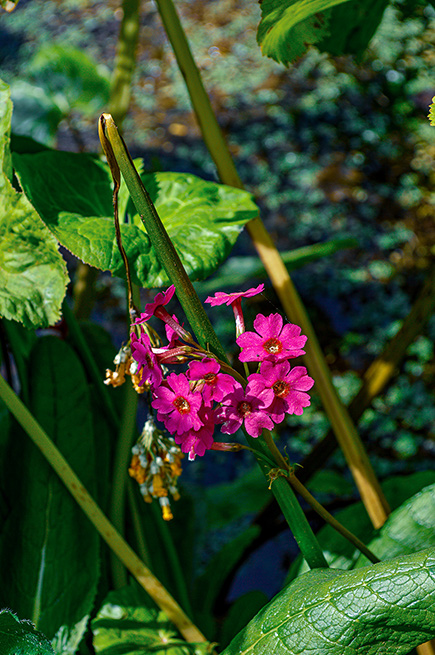 The image depicts a close-up view of a plant with vibrant pink flowers and large green leaves. The flowers are clustered together on a stem, and the plant appears to be growing in a natural, outdoor setting with other foliage visible in the background.