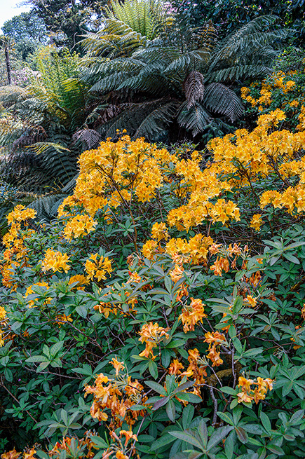 The image depicts a lush garden scene with vibrant yellow-orange flowers in full bloom, surrounded by various types of green foliage and ferns. The flowers are densely clustered, creating a striking contrast against the darker green leaves. The setting appears to be a well-maintained garden or natural area, showcasing the beauty of the flora.