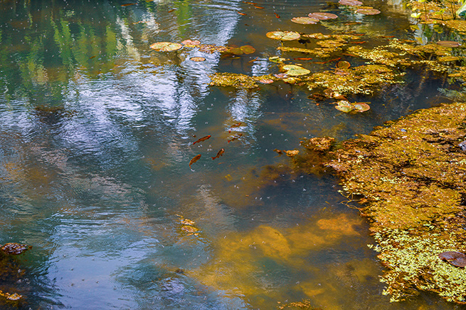 The image depicts a serene pond scene with clear water, lily pads, and fish swimming. The water reflects the surrounding greenery and the sky, creating a tranquil and picturesque atmosphere.