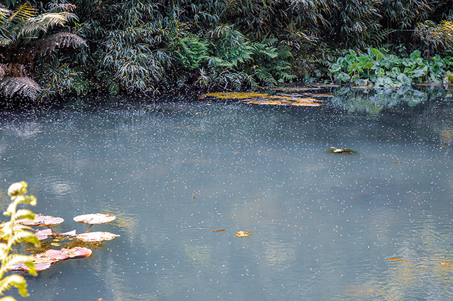 The image depicts a serene pond surrounded by lush greenery. Raindrops are falling on the water surface, creating ripples. There are some water lilies and fallen leaves floating on the pond. The overall scene conveys a sense of tranquility and natural beauty.