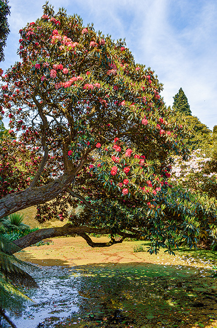 The image depicts a large tree with red fruits, possibly crabapples, hanging from its branches. The tree is situated near a small stream or pond, with a grassy area surrounding it. The sky is partly cloudy, and there are other trees and greenery in the background.