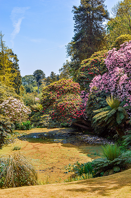 The image depicts a serene garden scene with a variety of colorful flowers and lush greenery. A small pond or stream is visible in the center, surrounded by different types of plants and trees. The sky is clear and blue, suggesting a bright, sunny day. The overall atmosphere is peaceful and vibrant, showcasing the beauty of nature.