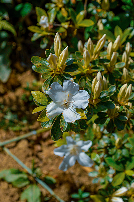 The image shows a close-up of a flowering plant with white blossoms and green leaves. The flowers are in various stages of blooming, with some fully open and others still in bud form. The background consists of more green foliage and soil, indicating that the plant is likely outdoors in a natural setting.