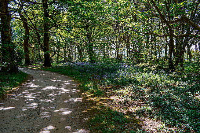 The image depicts a serene forest scene with a winding dirt path surrounded by tall trees and lush greenery. Sunlight filters through the canopy, casting dappled shadows on the ground. Wildflowers and plants are visible along the sides of the path, adding to the natural beauty of the setting.
