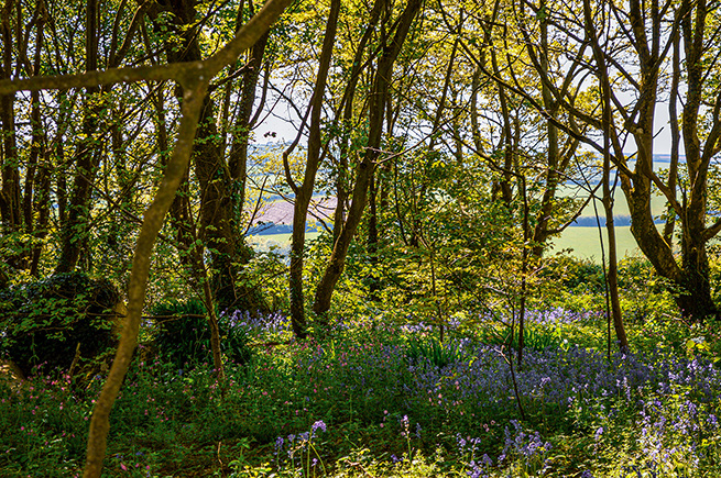 The image depicts a serene forest scene with tall trees and a variety of green foliage. Sunlight filters through the leaves, creating a dappled light effect on the forest floor. Wildflowers, including purple ones, are scattered throughout the underbrush. In the background, a glimpse of a body of water and a distant landscape can be seen through the trees.