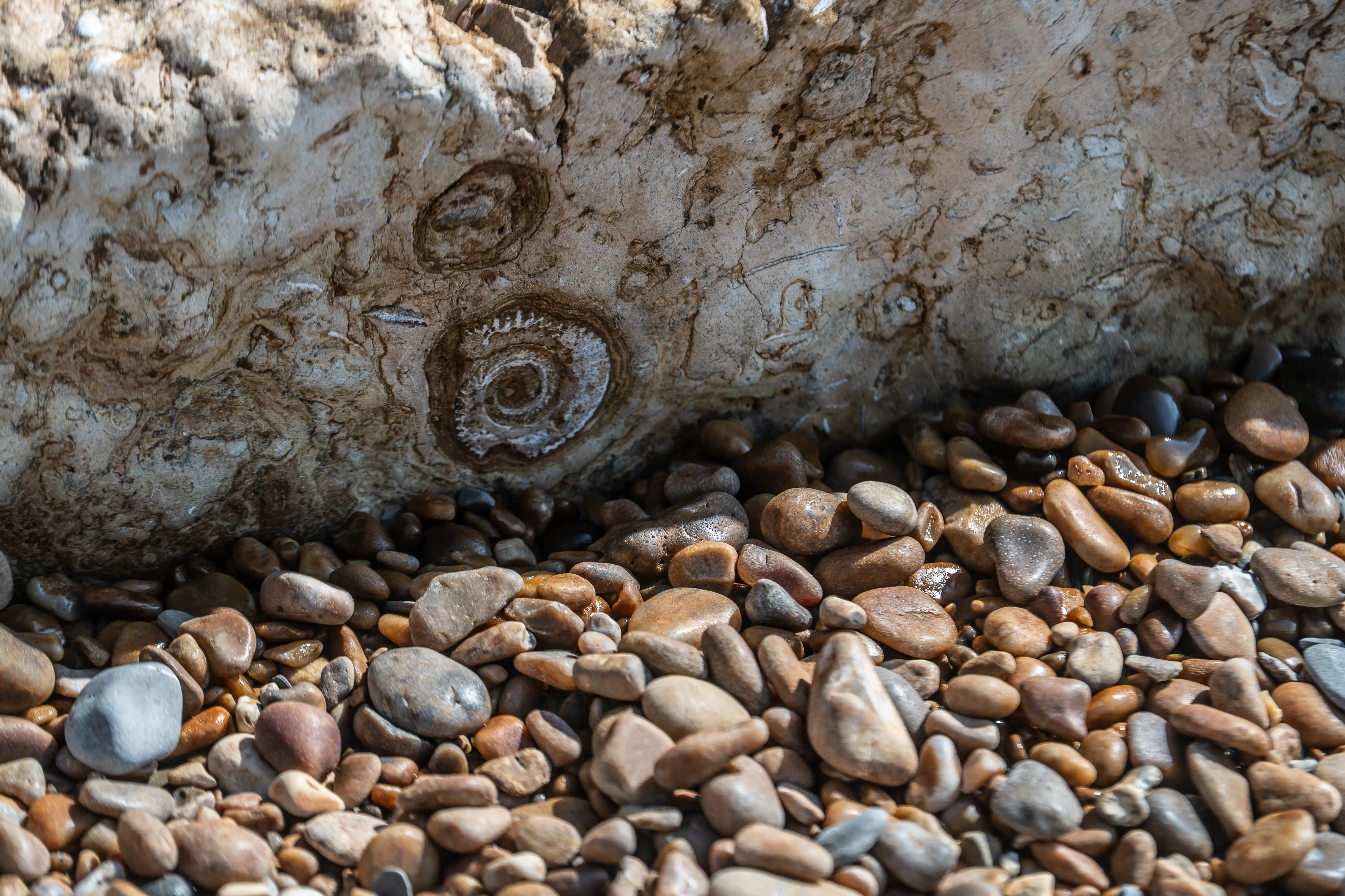 The image shows a close-up view of a rock surface with visible fossilized imprints of what appear to be ammonites, which are extinct marine mollusks. The rock is surrounded by a collection of smooth, rounded pebbles of various sizes and colors, likely worn down by water or other natural processes. The scene suggests a natural, outdoor setting, possibly near a riverbed or a beach.