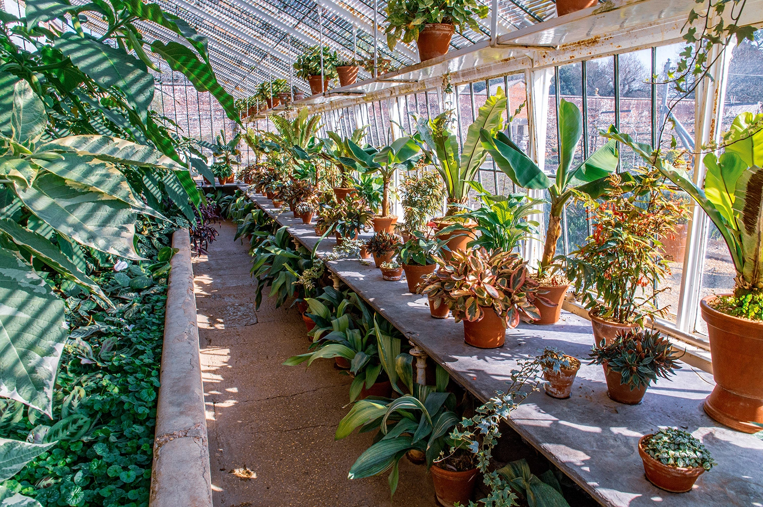 The image depicts a well-lit greenhouse filled with a variety of potted plants. The plants are arranged on shelves along the sides of the greenhouse, with large-leafed plants prominently visible. The greenhouse structure is made of glass panels and metal framing, allowing ample sunlight to nourish the plants. The floor is a mix of concrete and soil, and there is a pathway running through the center. Overall, the greenhouse appears to be well-maintained and organized